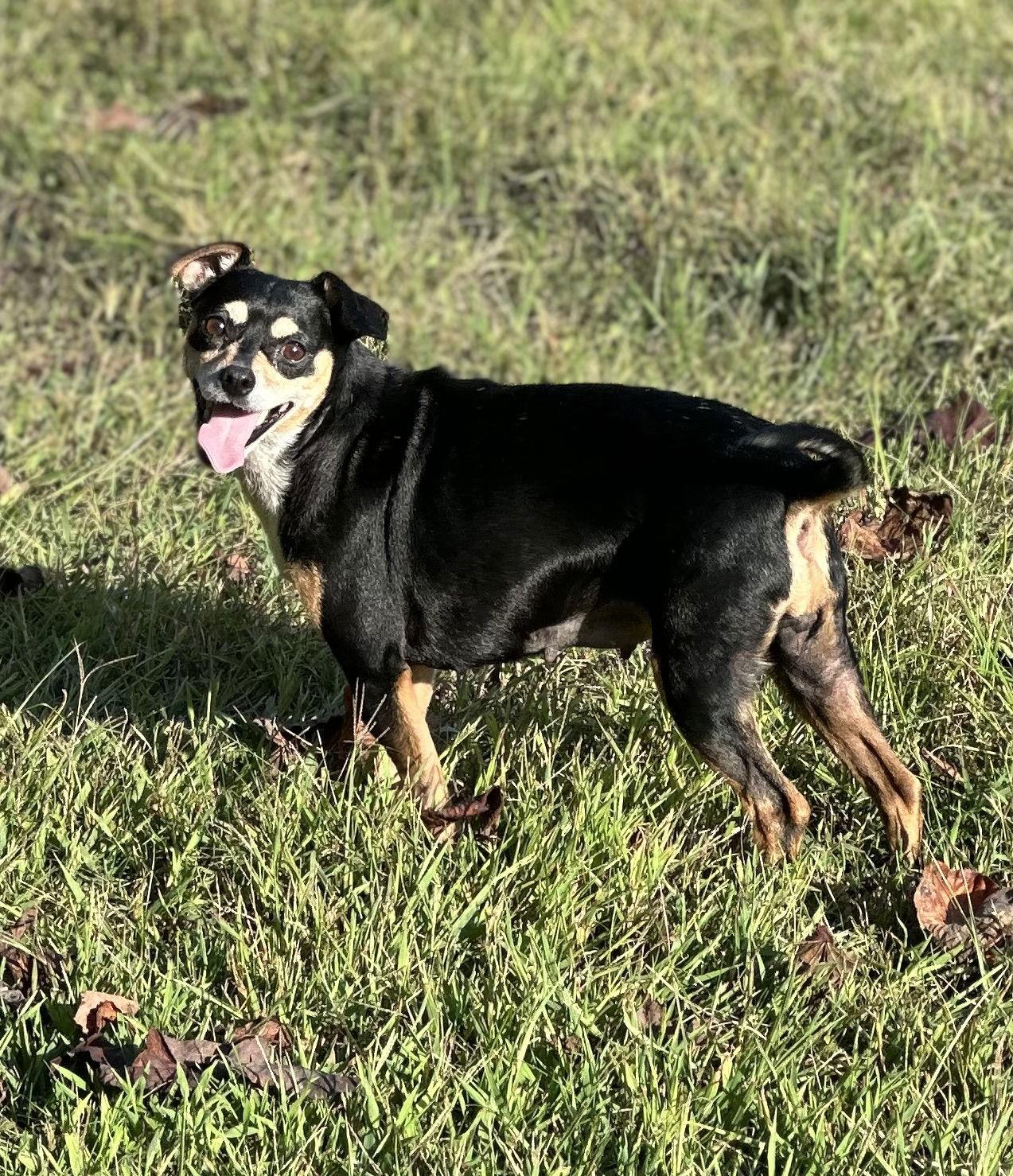 Enlarge Mitzy, a Adoptable mixed breed in Forest, VA image 1/3