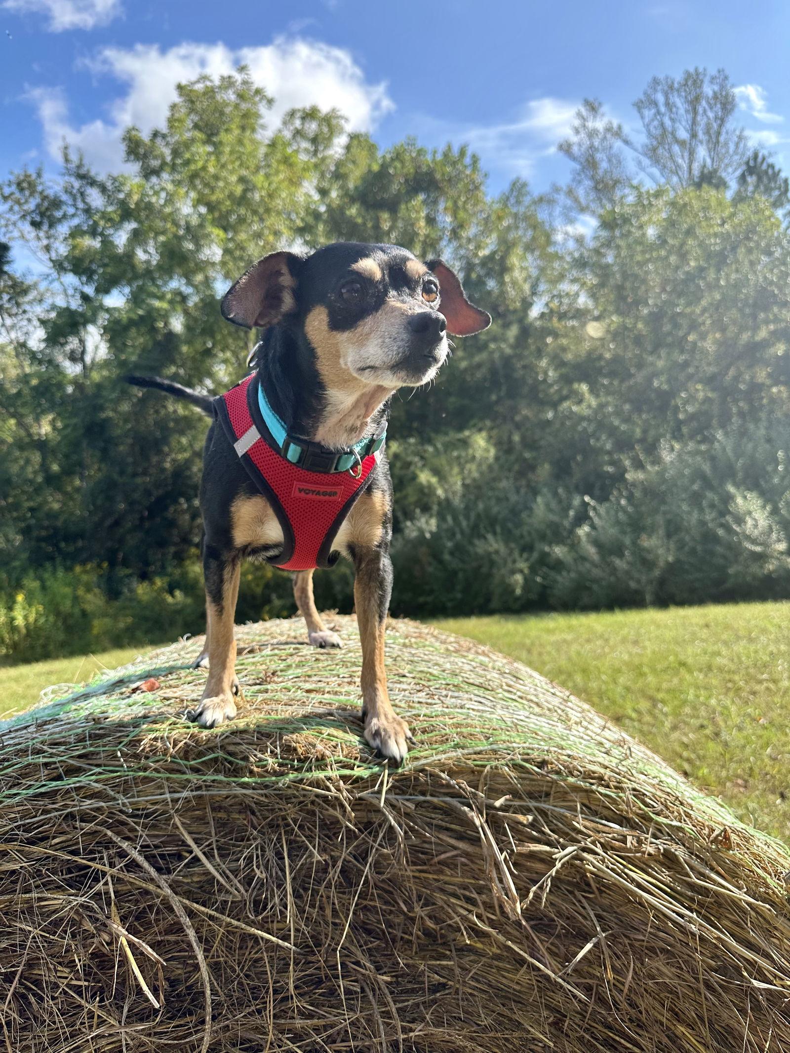 Enlarge Mitzy, a Adoptable mixed breed in Forest, VA image 2/3