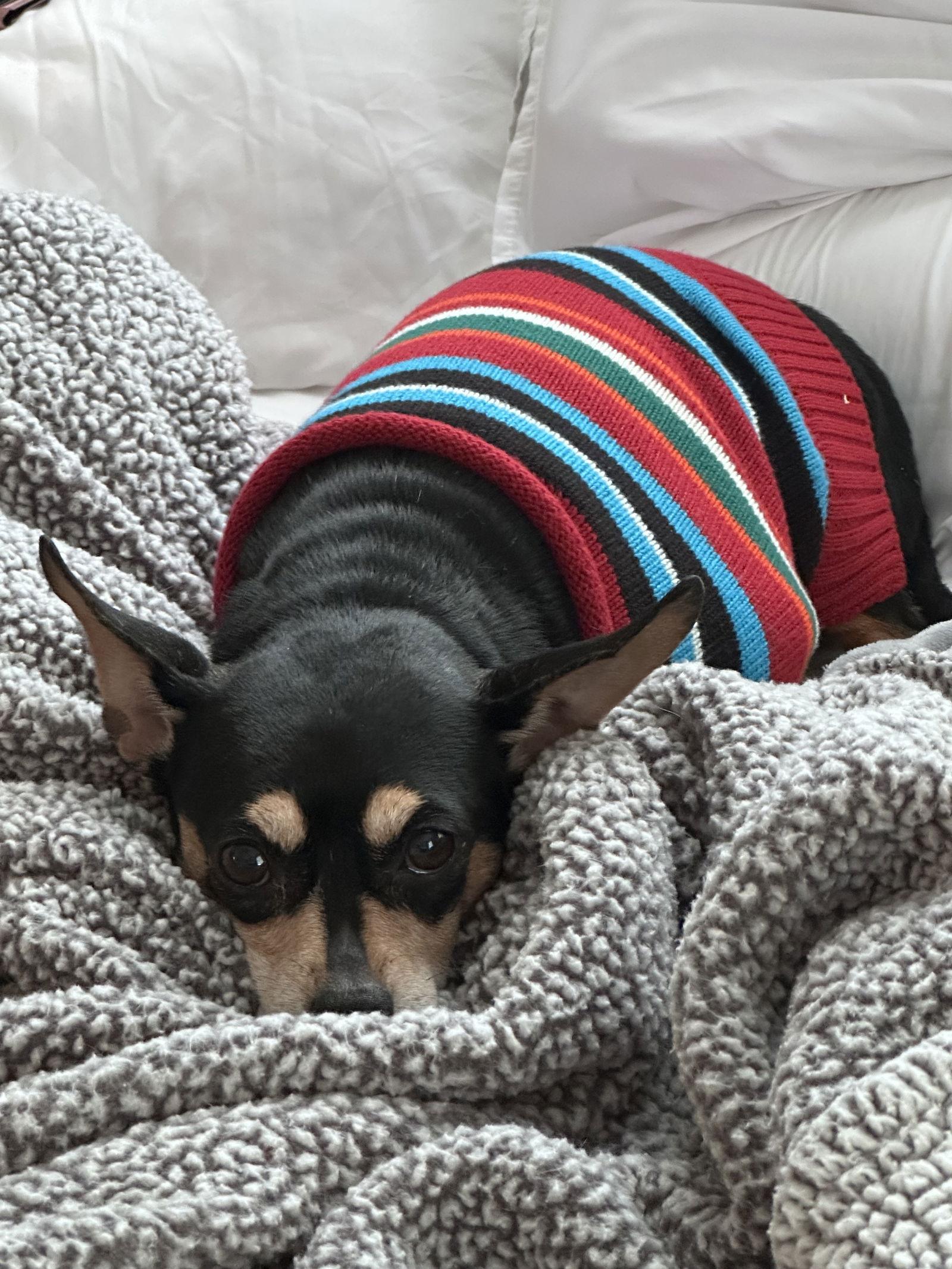 Mitzy, Adoptable, Senior Female Miniature Pinscher.