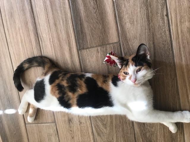 Ally Baby, a Adoptable Calico in Santa Cruz, CA image 1/5