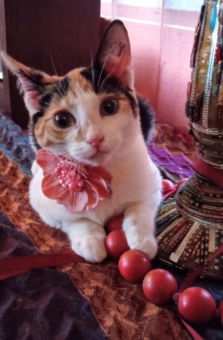 Ally Baby, a Adoptable Calico in Santa Cruz, CA image 2/5