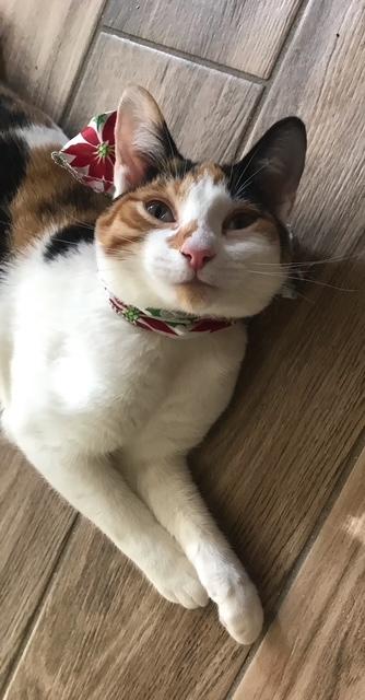 Ally Baby, a Adoptable Calico in Santa Cruz, CA image 5/5