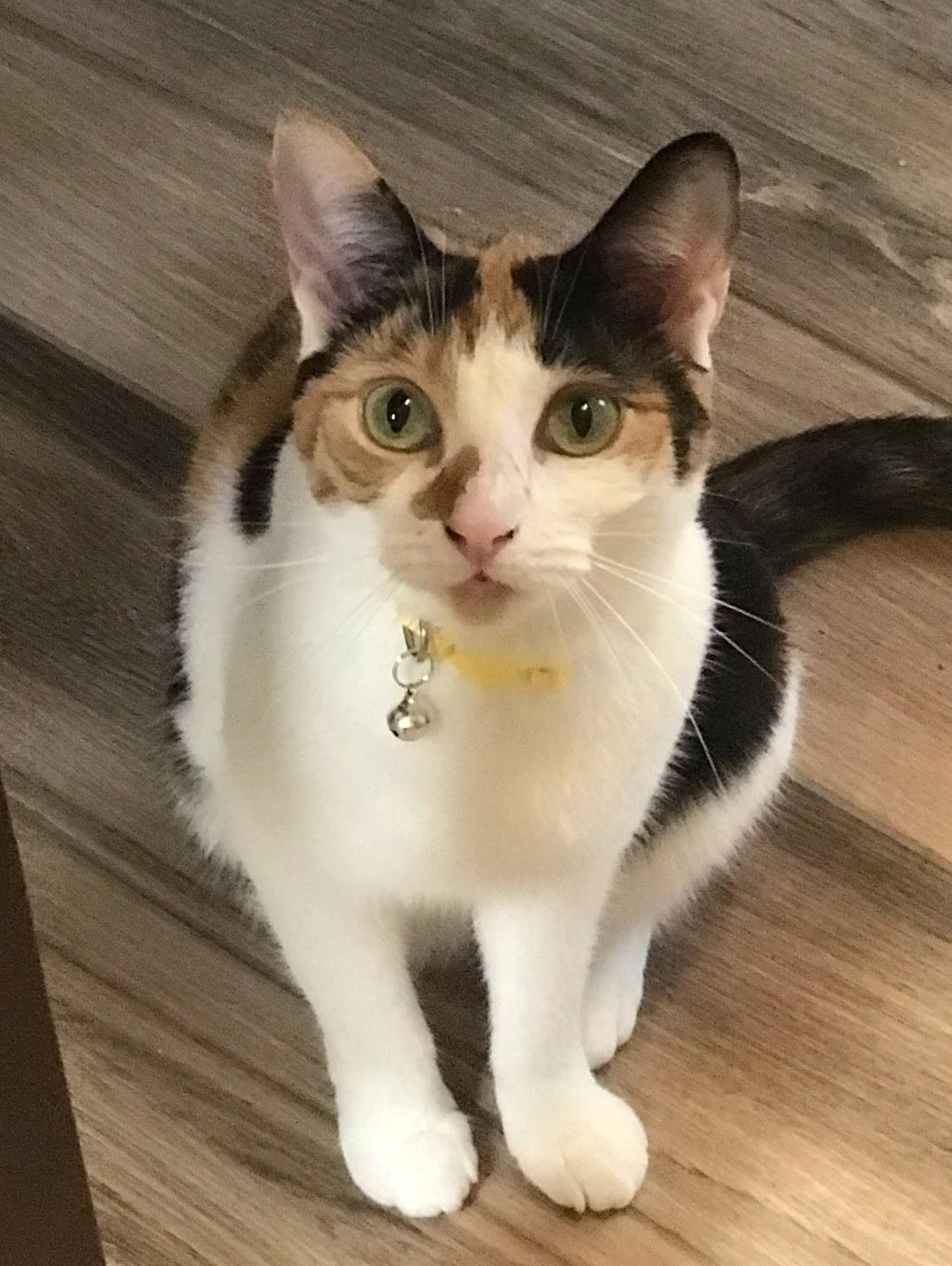 Ally Baby, a Adoptable Calico in Santa Cruz, CA image 3/5