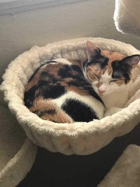 Ally Baby, a Adoptable Calico in Santa Cruz, CA image 4/5
