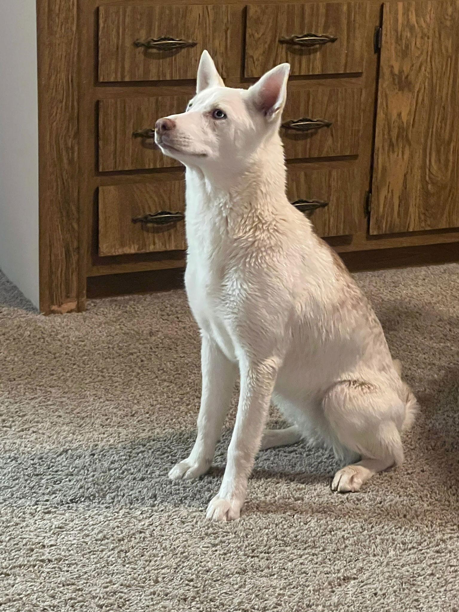 Enlarge Dee, a Adoptable Australian Cattle Dog / Blue Heeler in Mentone, CA image 1/1