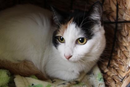 Brittany, Adoptable, Adult Female Domestic Short Hair & Domestic Short Hair.