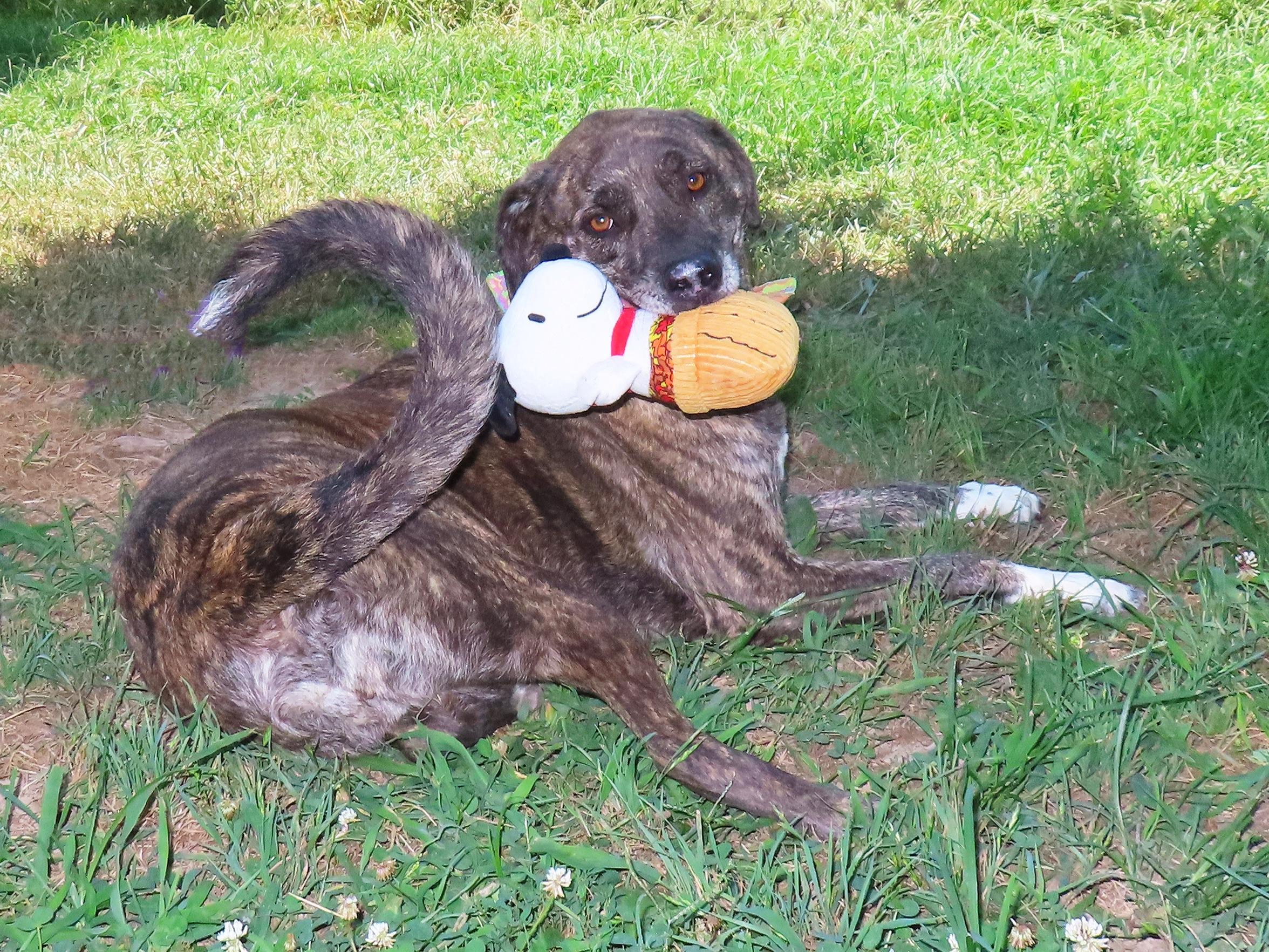 Enlarge Barbie 26C-177, an adopted mixed breed in Rogers, AR image 3/5