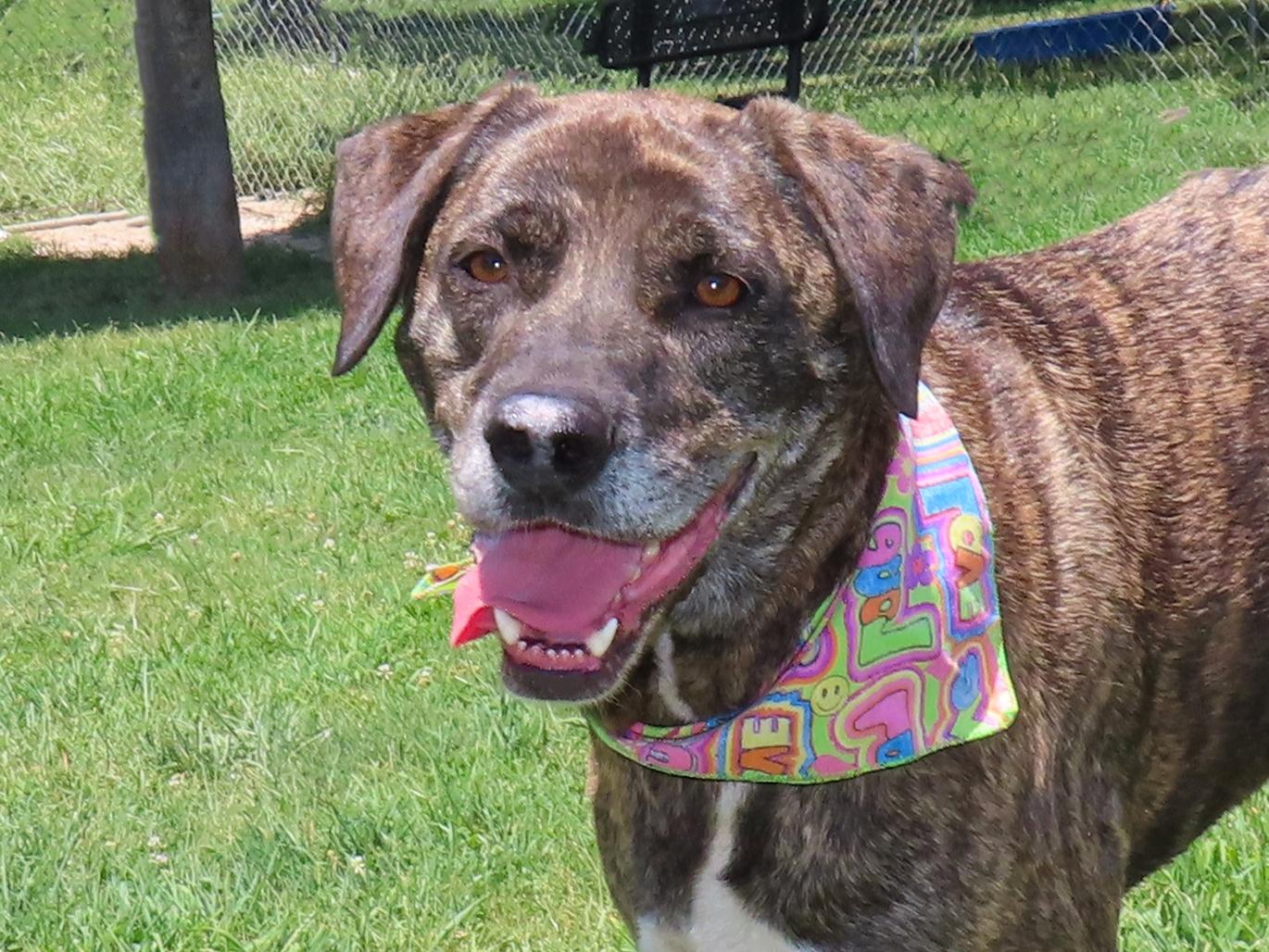 Barbie 26C-177, adopted, Adult Female Anatolian Shepherd & Great Dane.