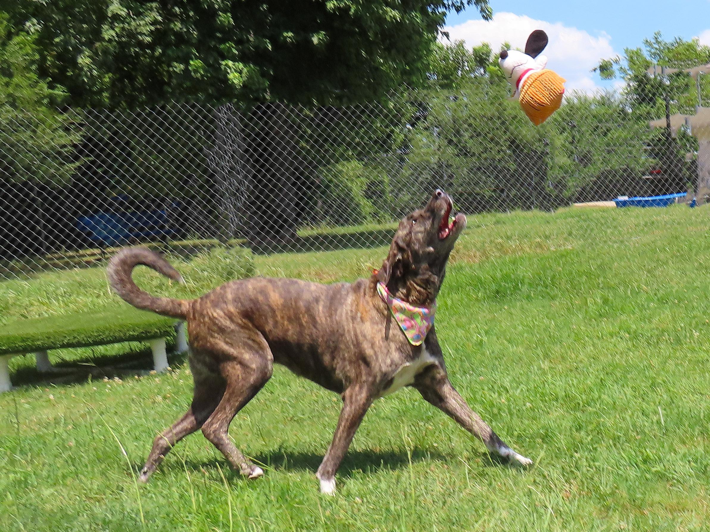 Enlarge Barbie 26C-177, an adopted mixed breed in Rogers, AR image 2/5