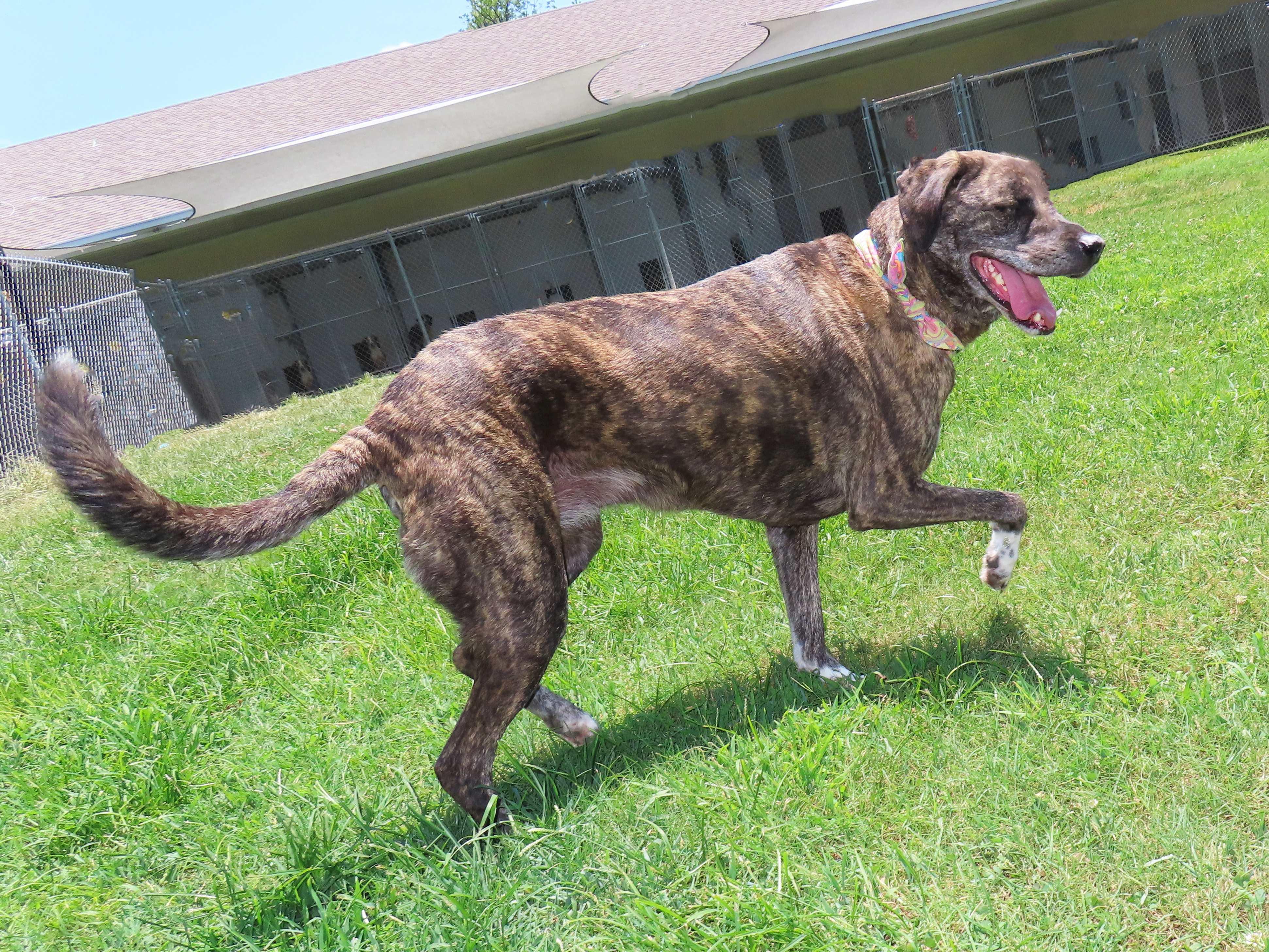 Enlarge Barbie 26C-177, an adopted mixed breed in Rogers, AR image 4/5