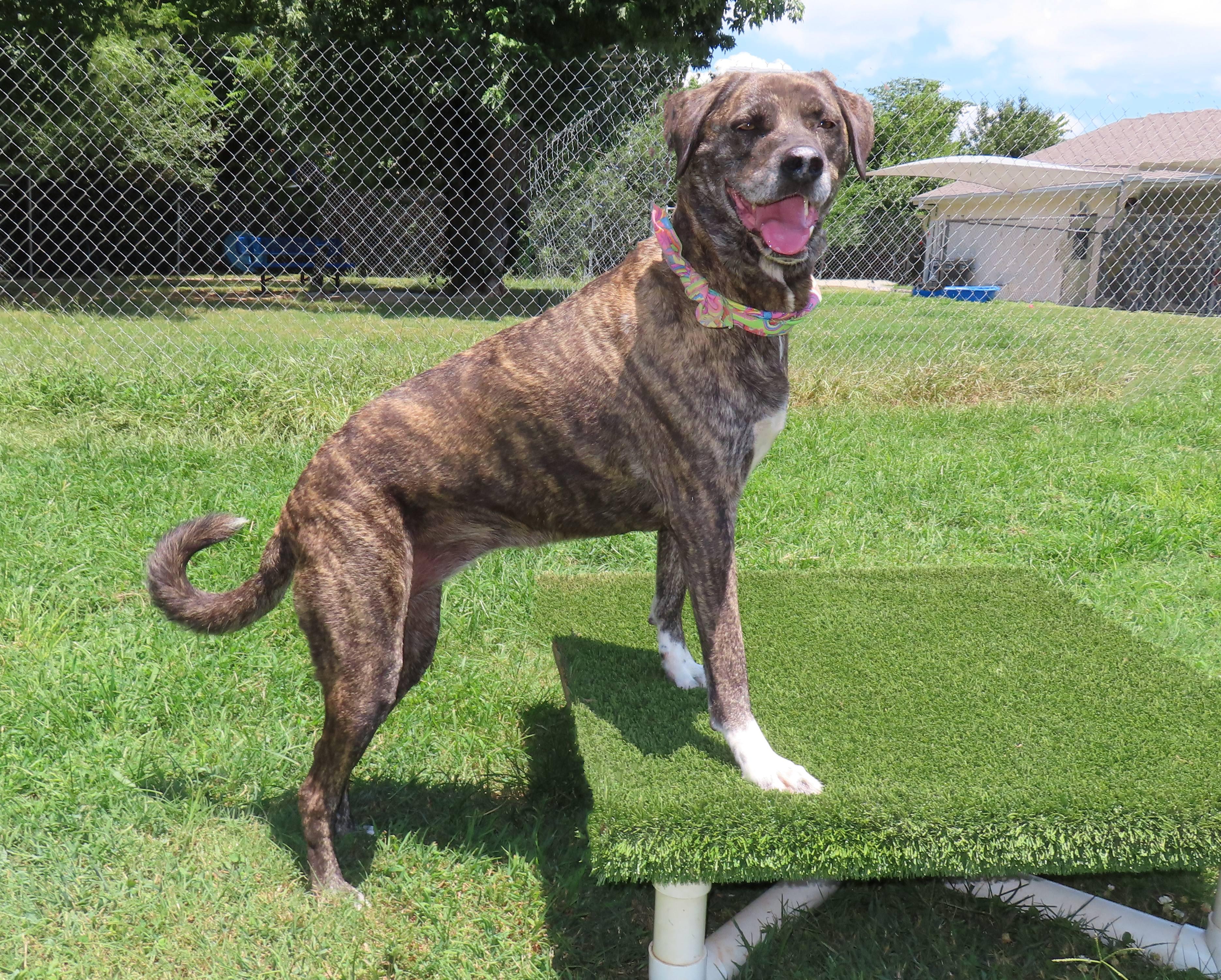 Enlarge Barbie 26C-177, an adopted mixed breed in Rogers, AR image 5/5