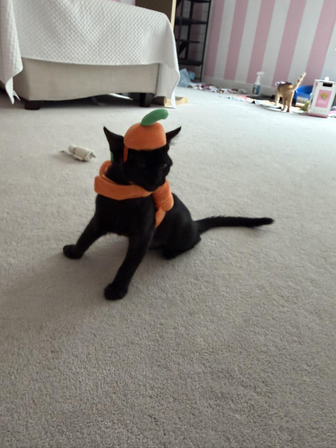 Enlarge Guiness, a Adoptable Domestic Short Hair in Sicklerville , NJ image 1/3
