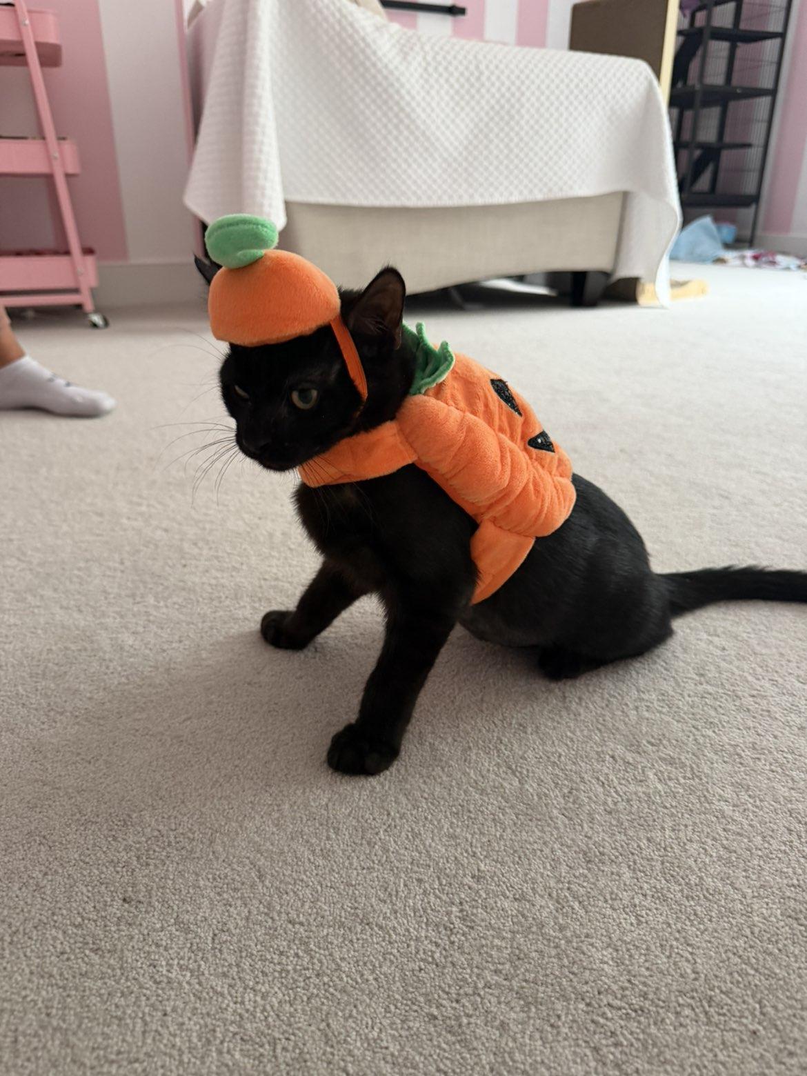 Enlarge Guiness, a Adoptable Domestic Short Hair in Sicklerville , NJ image 2/3