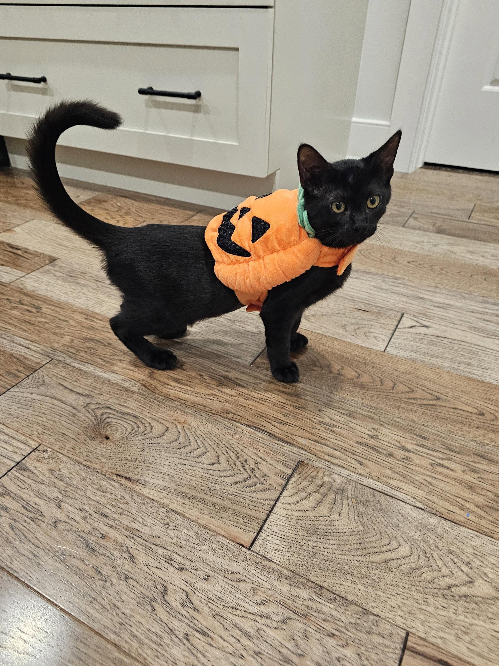 Enlarge Guiness, a Adoptable Domestic Short Hair in Sicklerville , NJ image 3/3