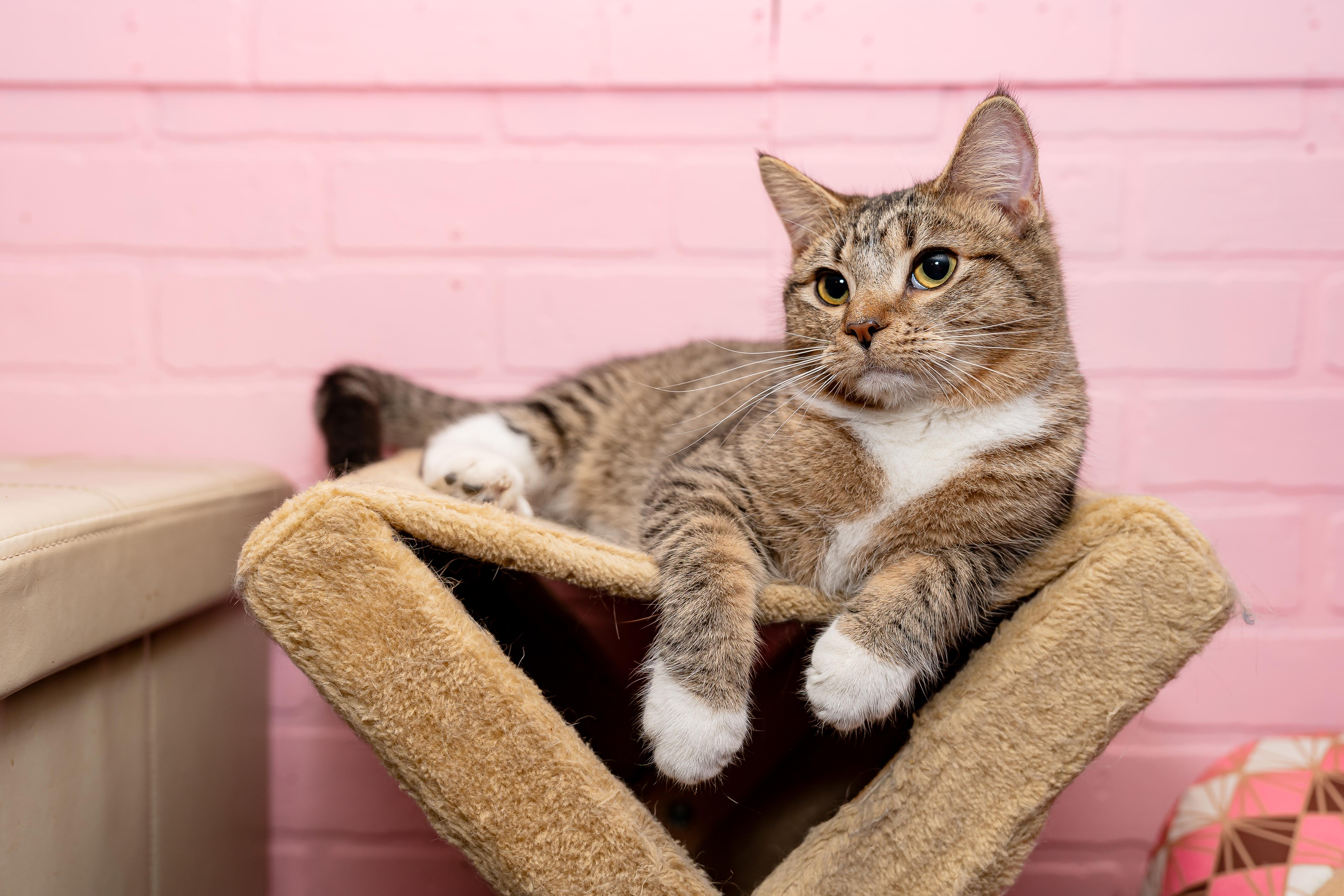 Enlarge Goomba, a Adopted Tabby in Granite Shoals, TX image 3/4