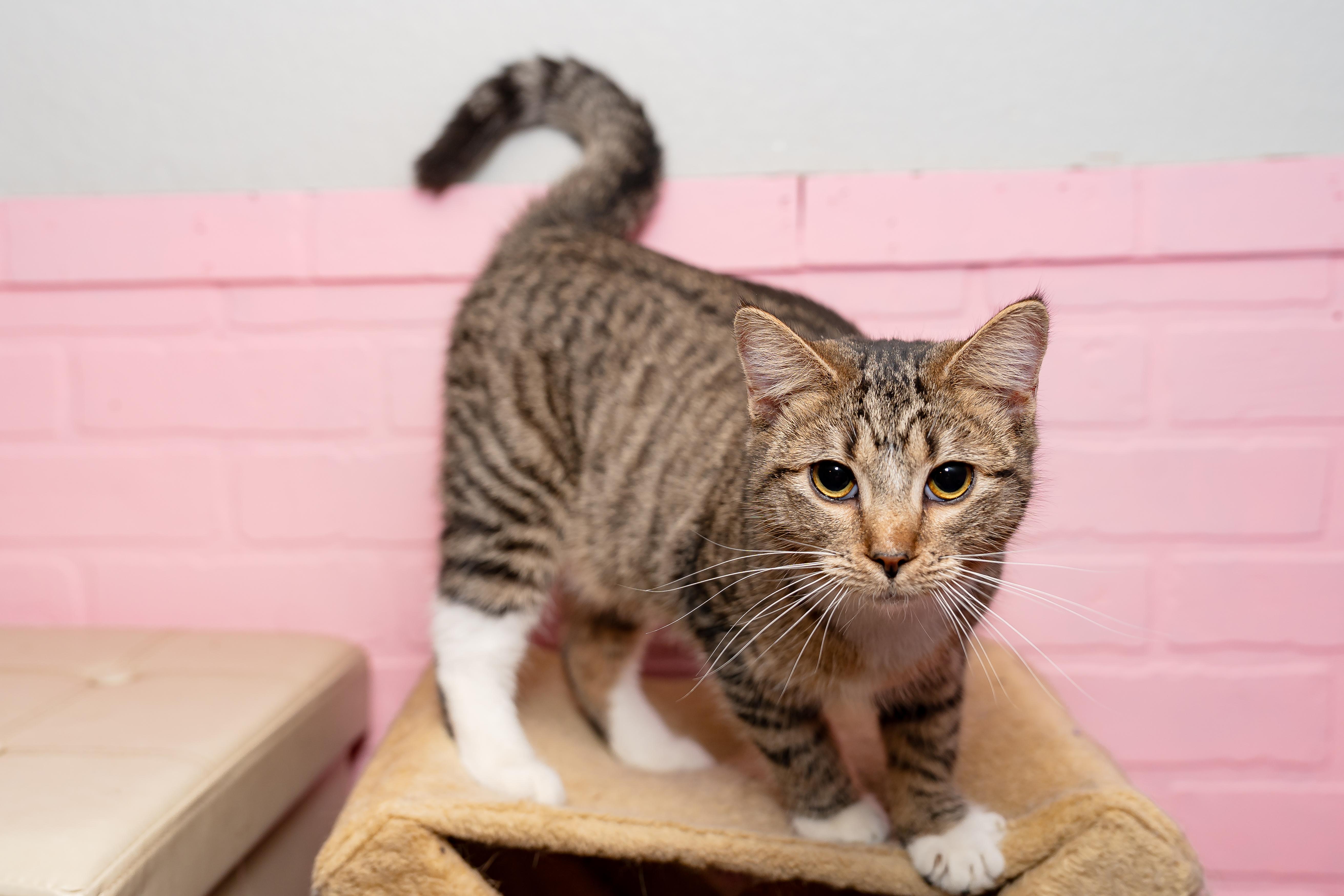 Enlarge Goomba, a Adopted Tabby in Granite Shoals, TX image 1/4