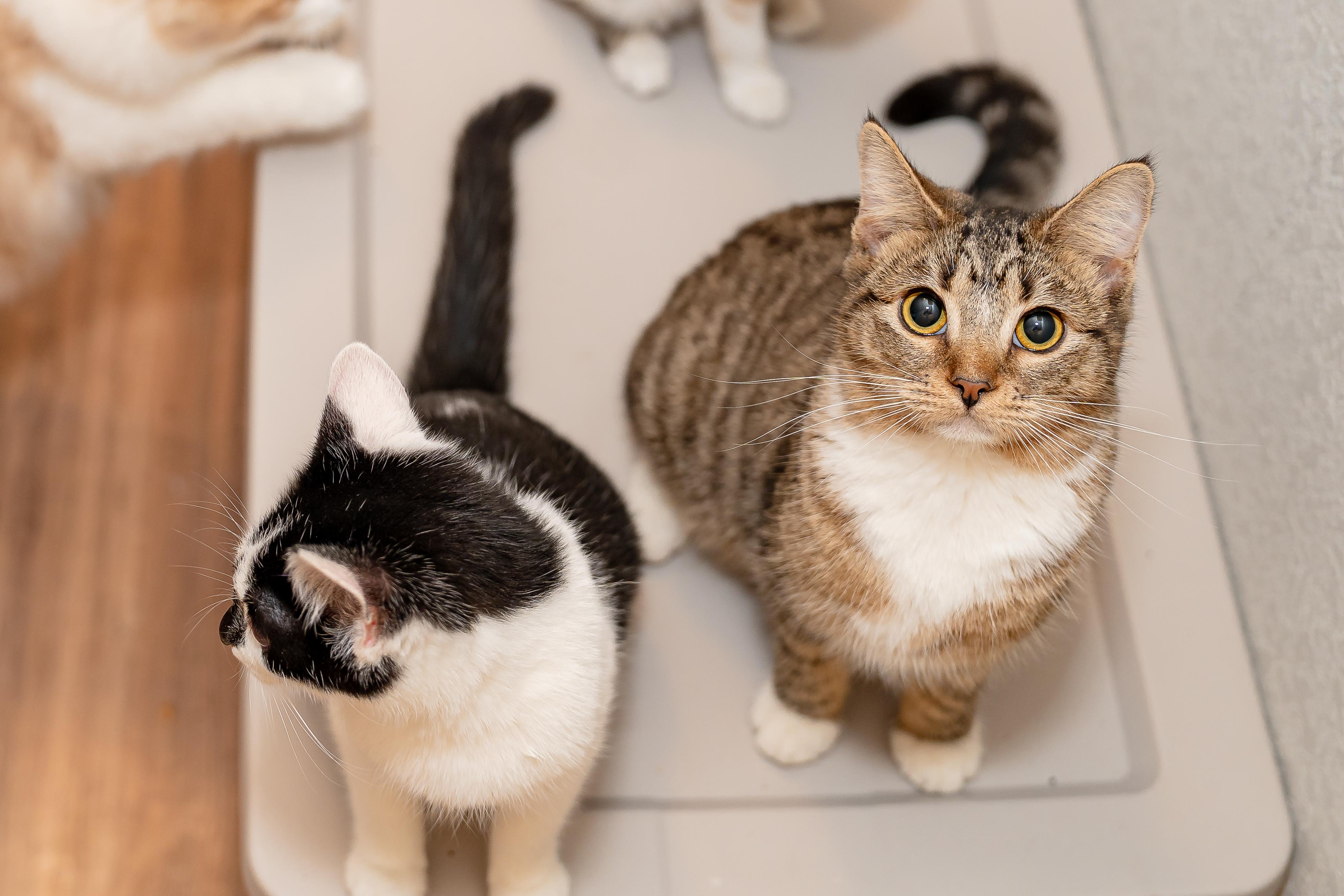 Goomba, Adopted, Young Female Tabby.