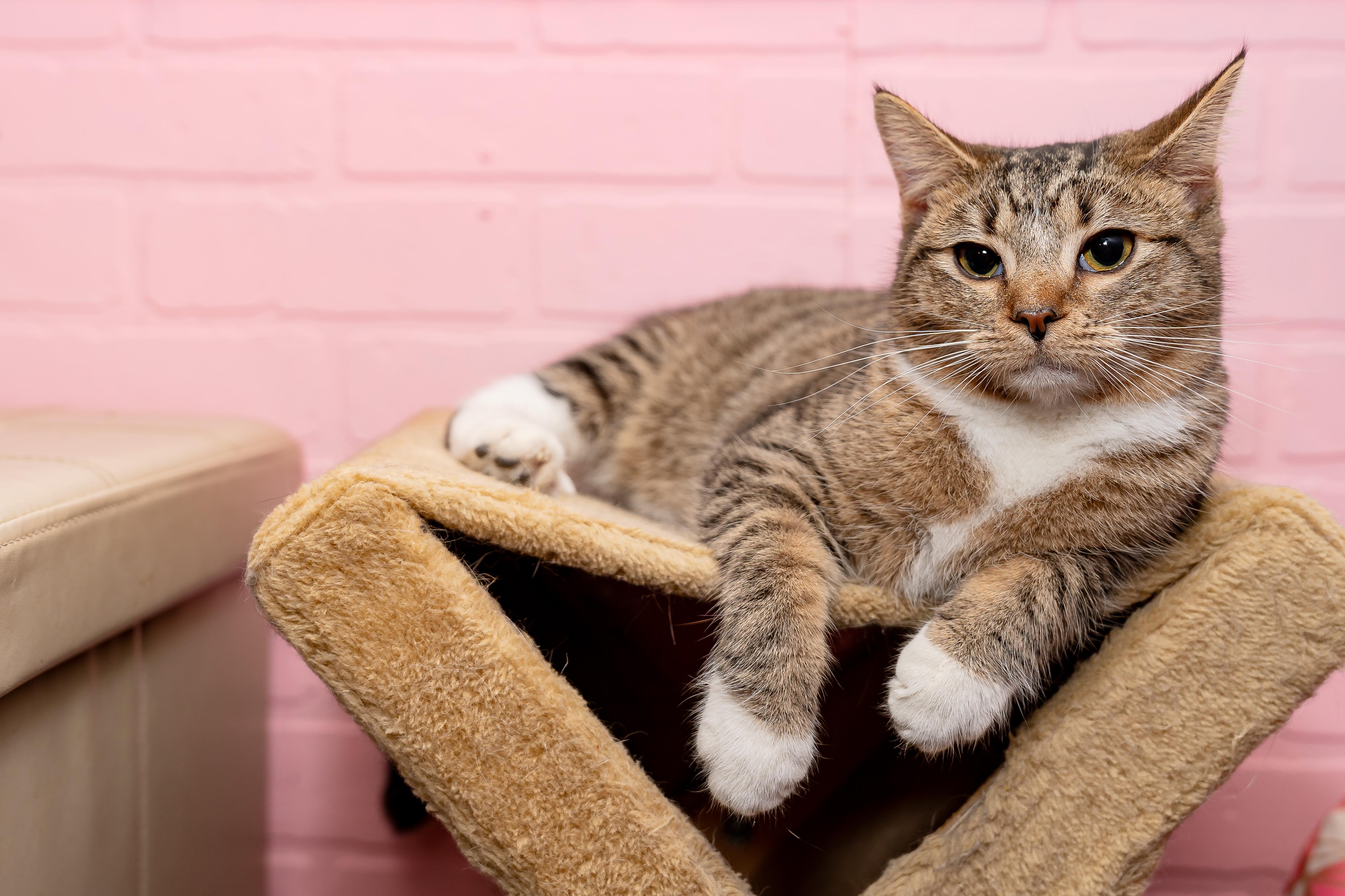 Enlarge Goomba, a Adopted Tabby in Granite Shoals, TX image 4/4