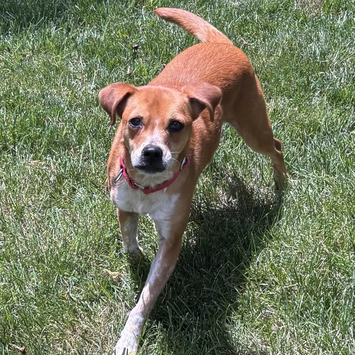 Livia Alastair, a Adoptable mixed breed in Thompson's Station, TN image 3/4