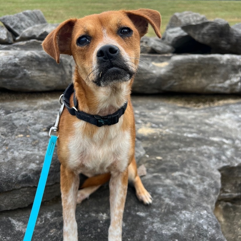 Livia Alastair, a Adoptable mixed breed in Thompson's Station, TN image 4/4