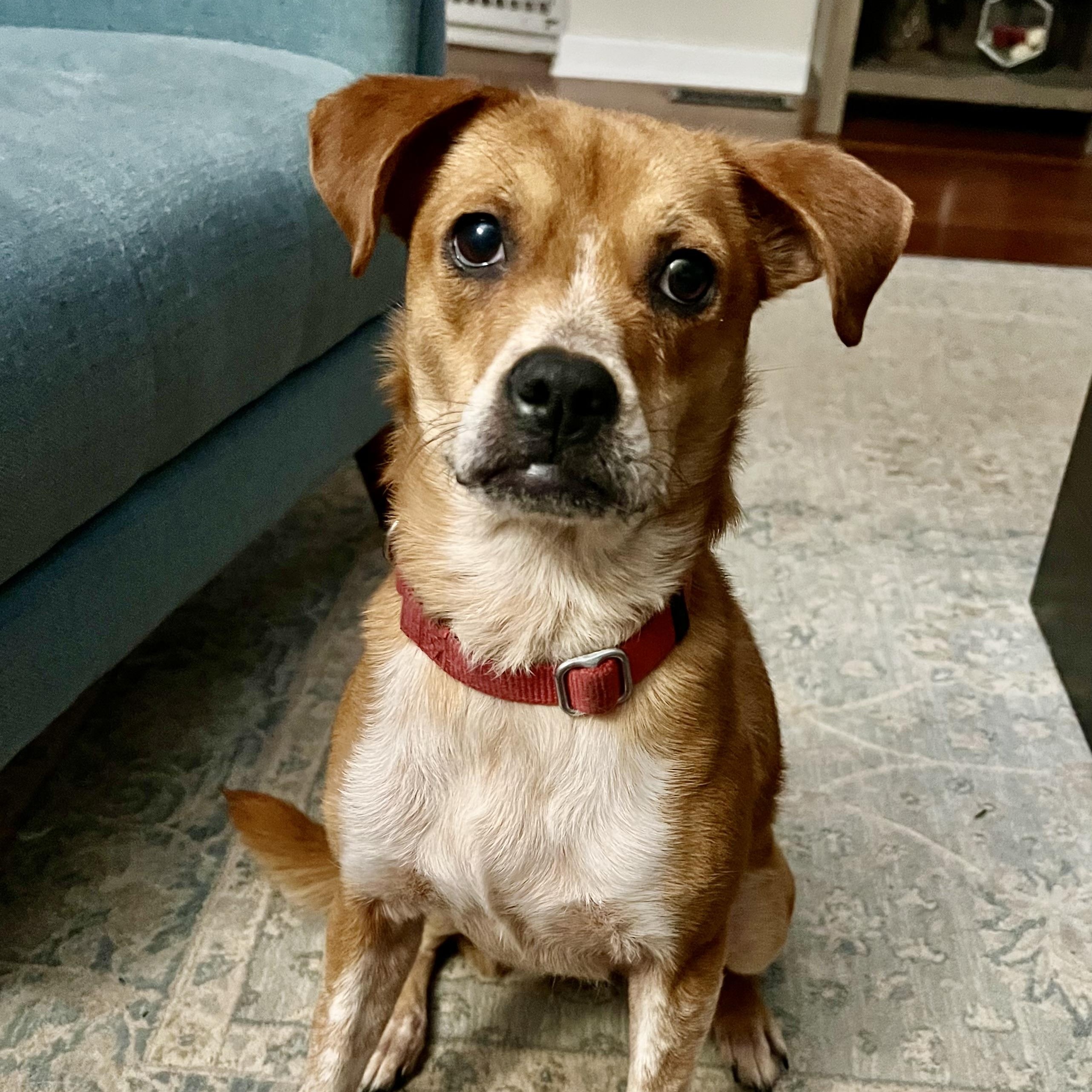 Livia Alastair, a Adoptable mixed breed in Thompson's Station, TN image 2/4