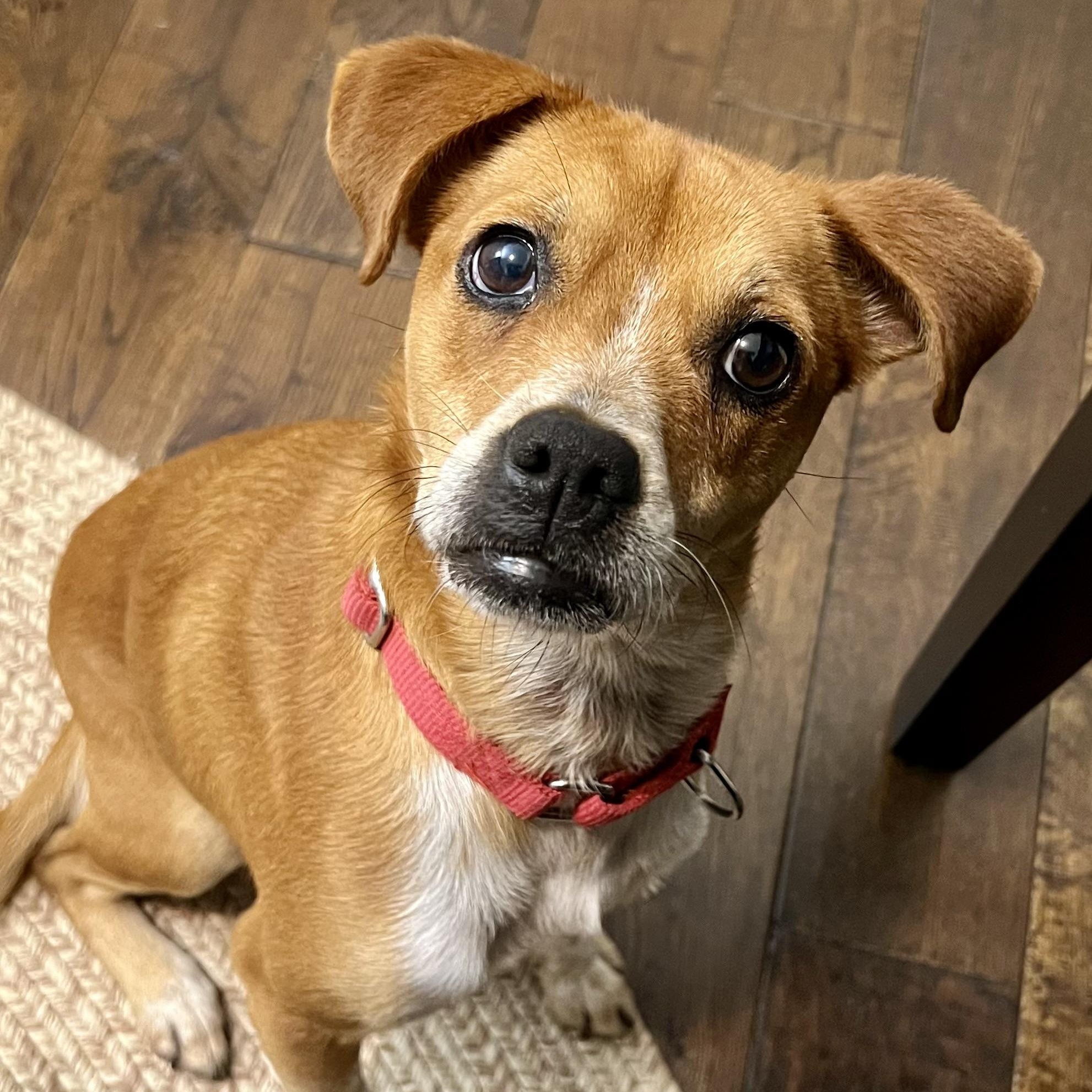 Livia Alastair, Adoptable, Adult Female Hound.