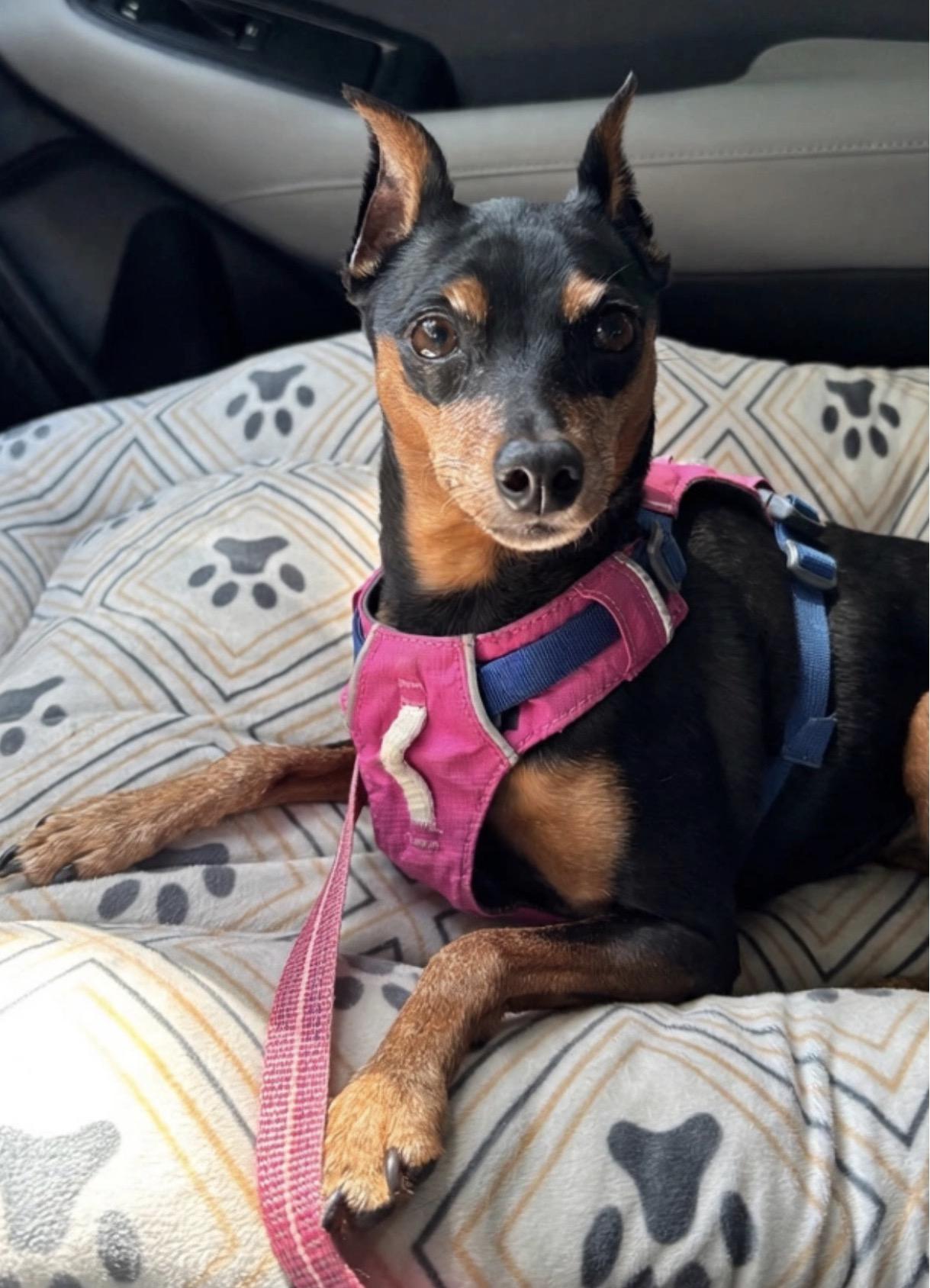 Daisy, Adoptable, Adult Female Miniature Pinscher.