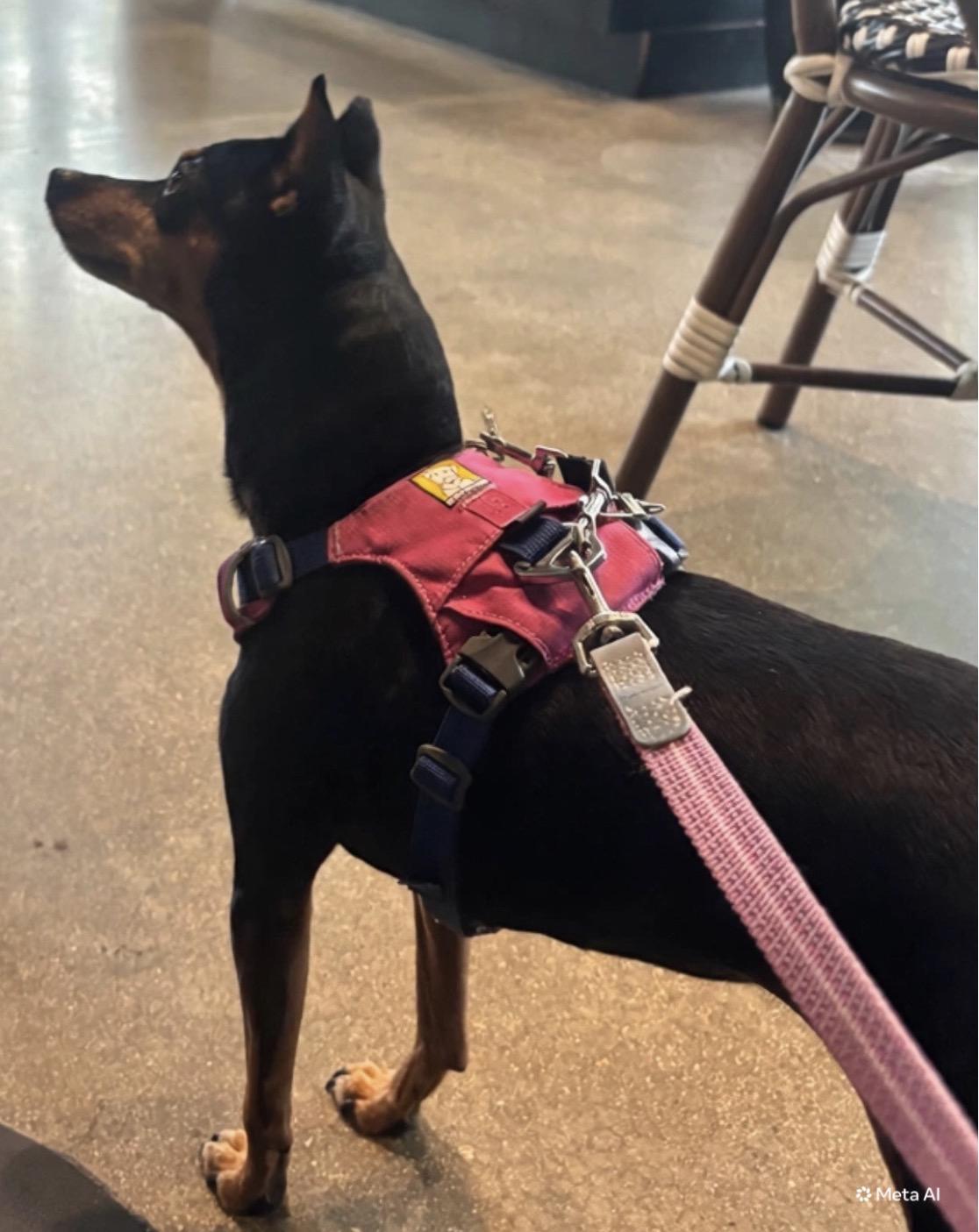 Enlarge Daisy, a Adoptable Miniature Pinscher in Fort Myers, FL image 2/2
