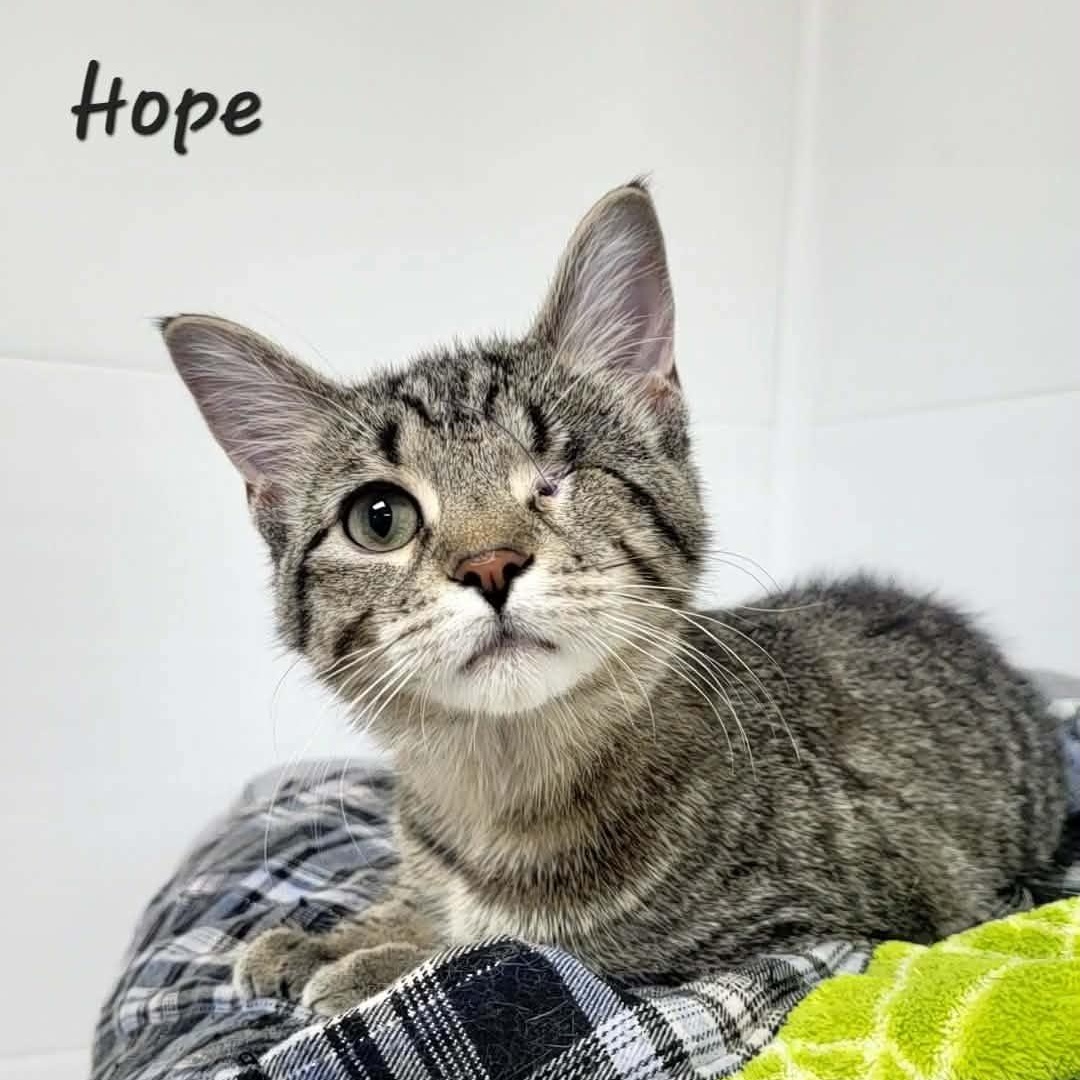 Enlarge Hope, an adopted Tabby in Rushville, IL image 1/2