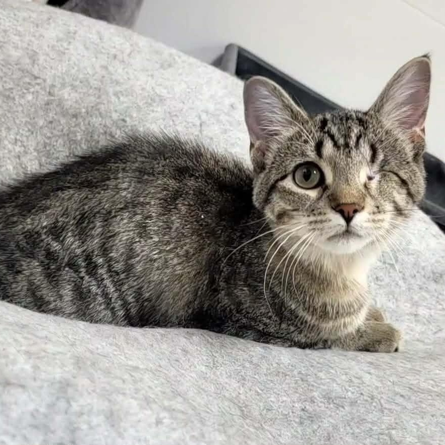 Enlarge Hope, an adopted Tabby in Rushville, IL image 2/2