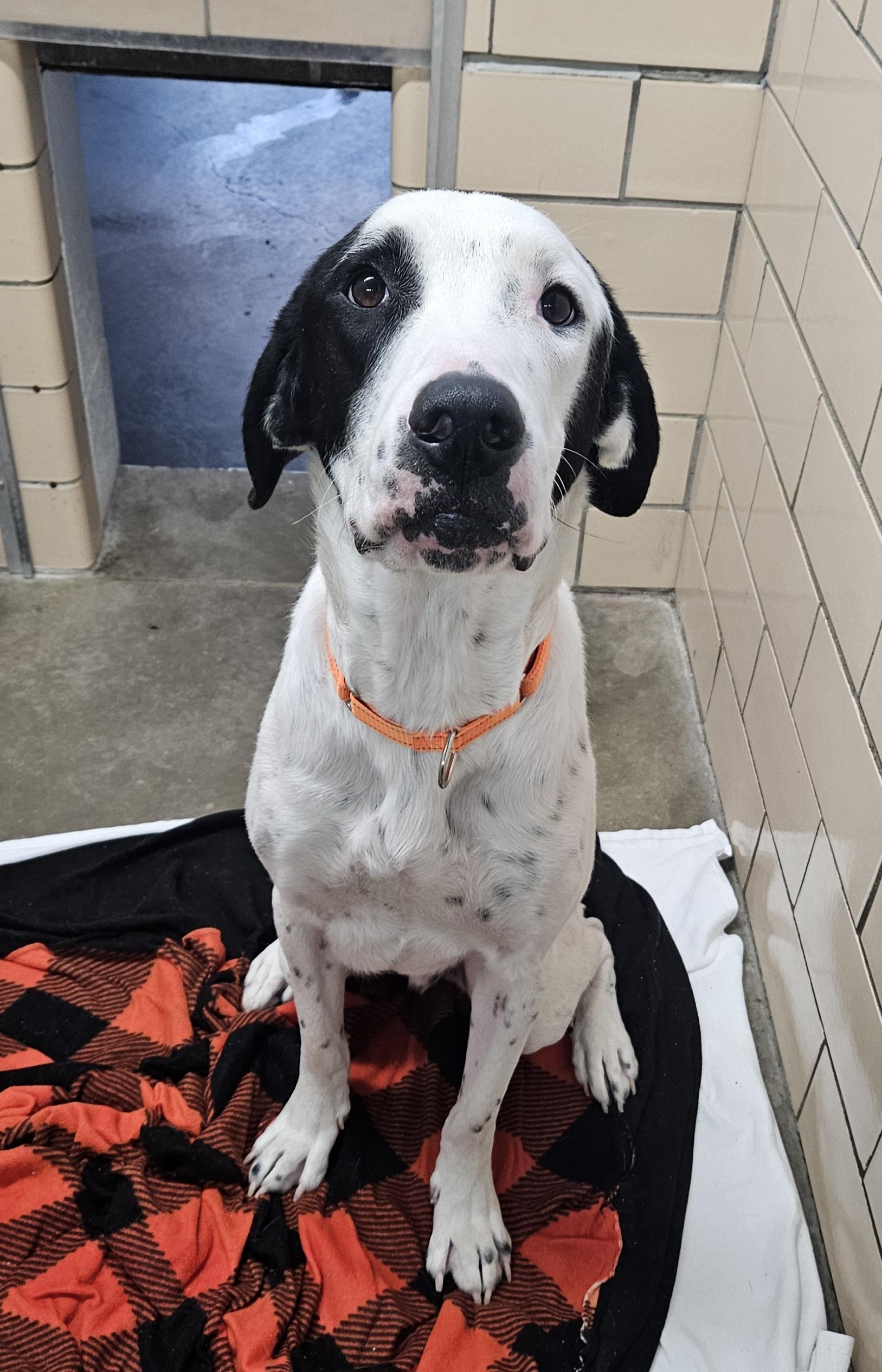 Dingo, Adopted, Young Male Great Dane & Pointer.