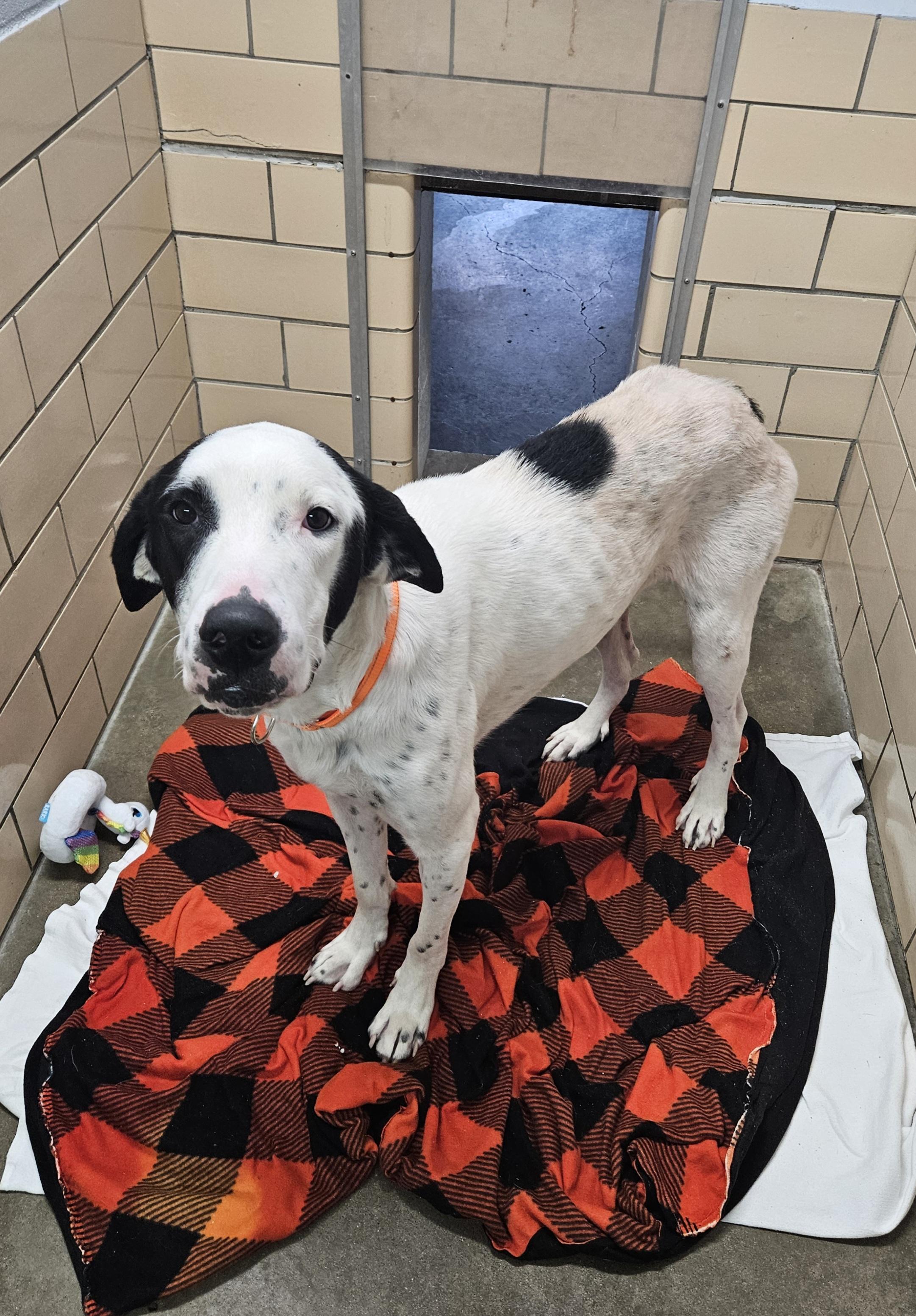 Dingo, a Adopted mixed breed in New Philadelphia, OH image 2/2