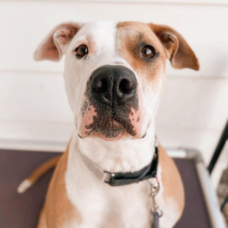 Sasha, Adoptable, Adult Female Great Dane & Pit Bull Terrier.