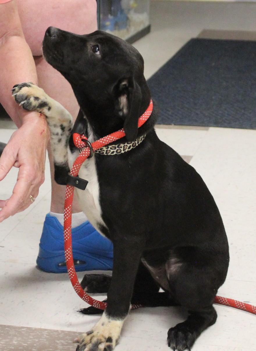 CRISSY, Baby Female Labrador Retriever
