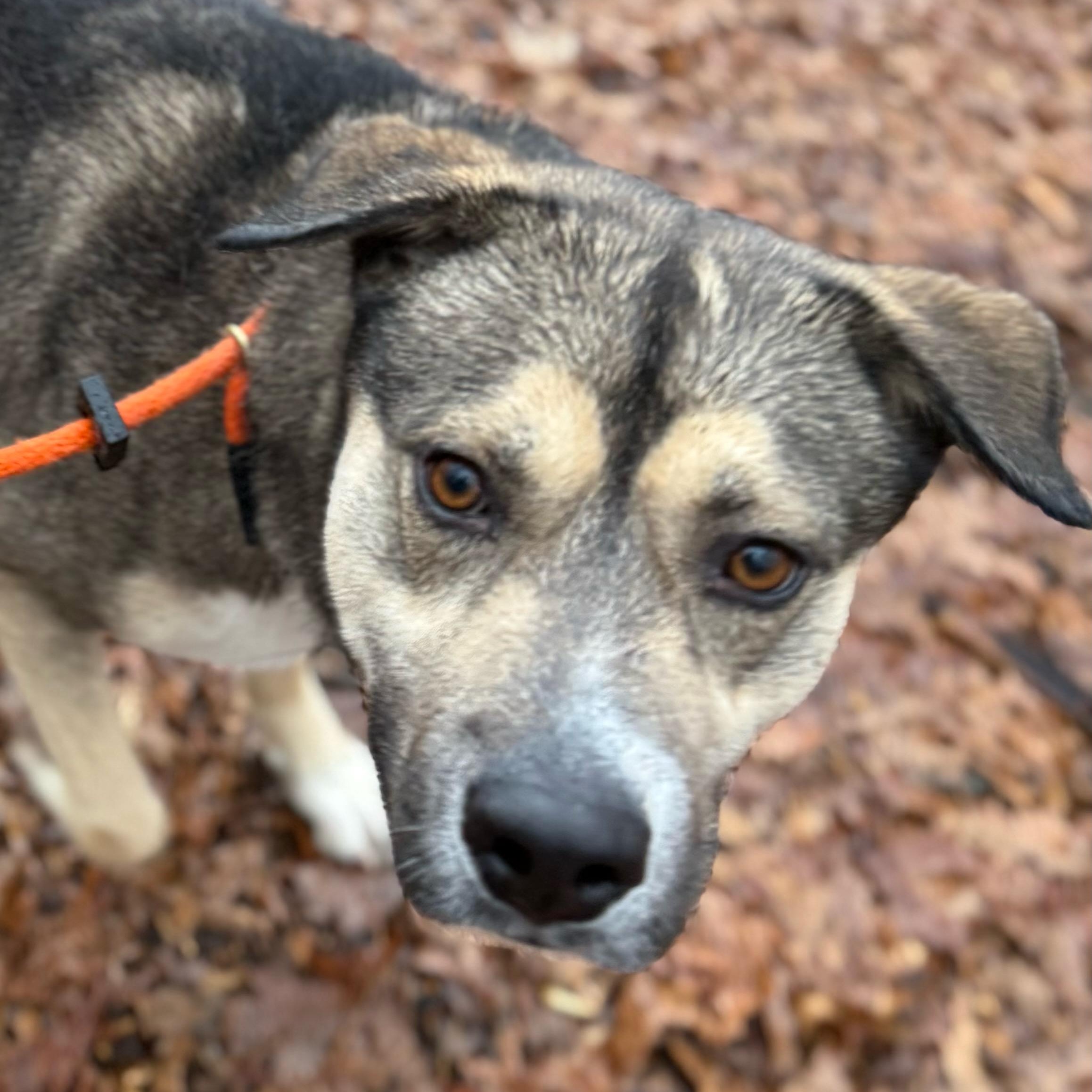 Enlarge Benji (ID 50670/850), a ADOPTABLE mixed breed in Manassas, VA image 4/6