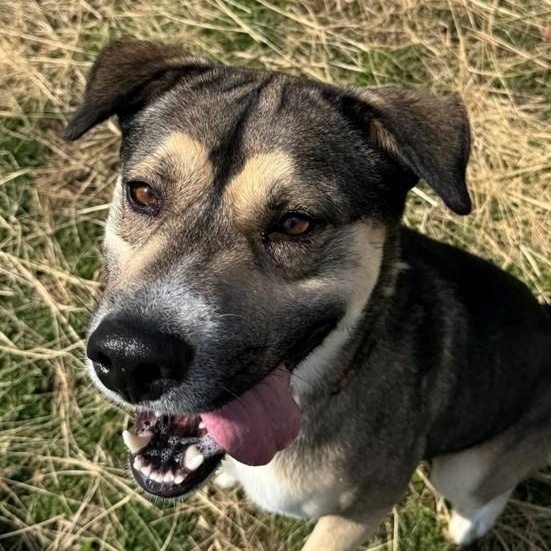 Benji (ID 50670/850), ADOPTABLE, Young Male Shepherd & Husky.