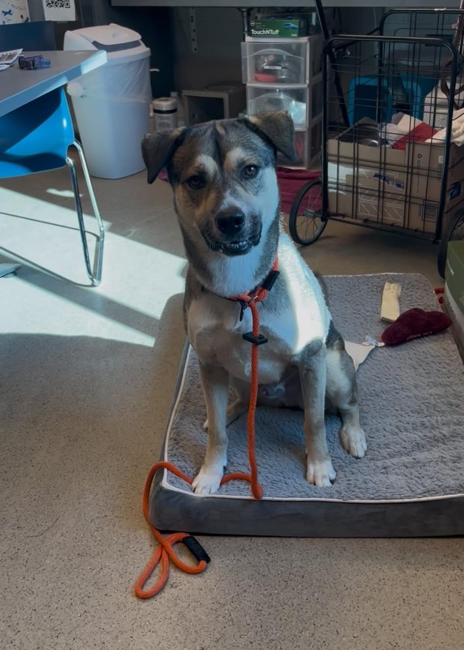 Benji (ID 50670/850), a ADOPTABLE mixed breed in Manassas, VA image 6/6
