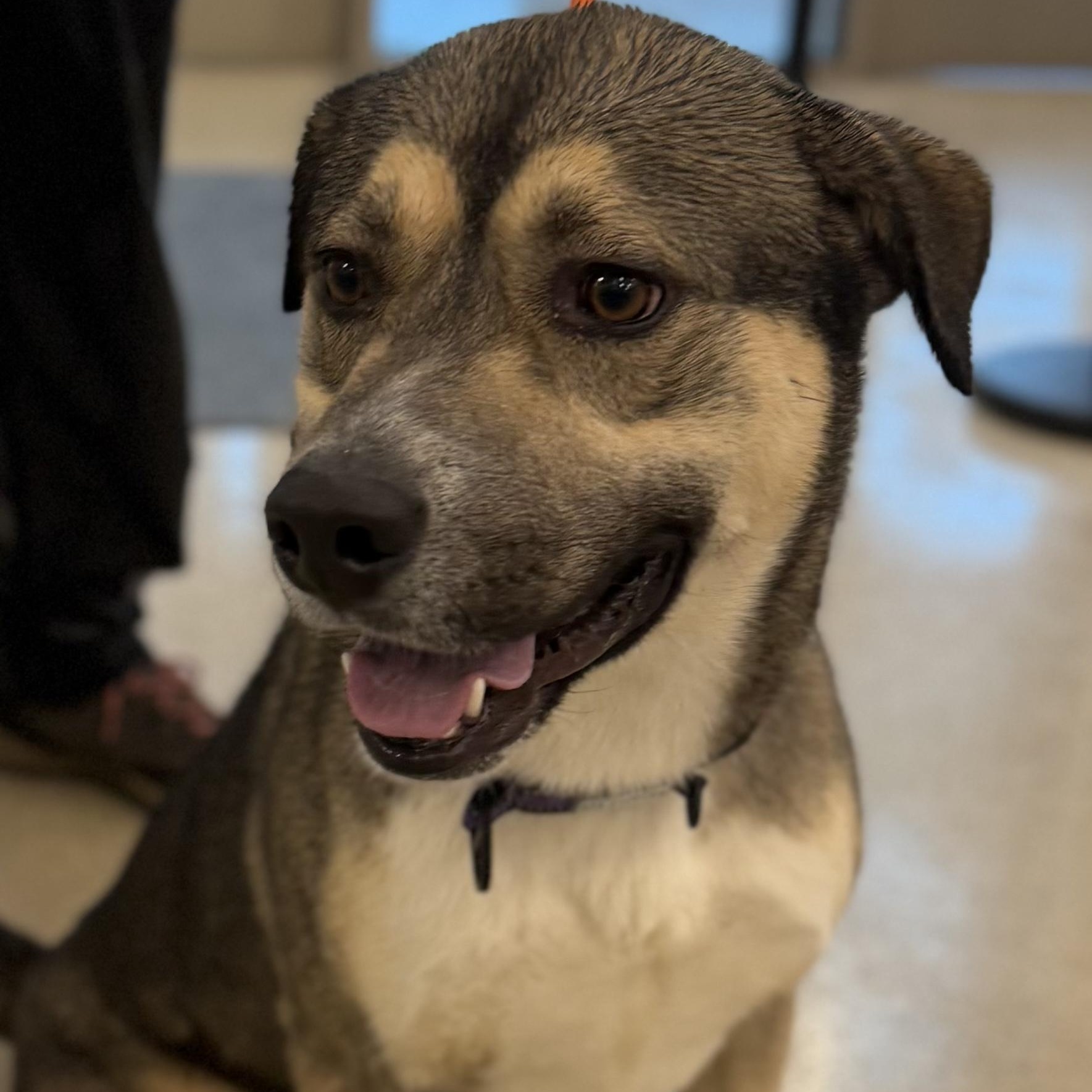 Enlarge Benji (ID 50670/850), a ADOPTABLE mixed breed in Manassas, VA image 5/6