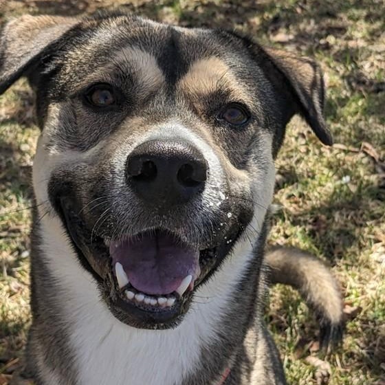 Benji (ID 50670/850), ADOPTABLE, Young Male Shepherd & Husky.