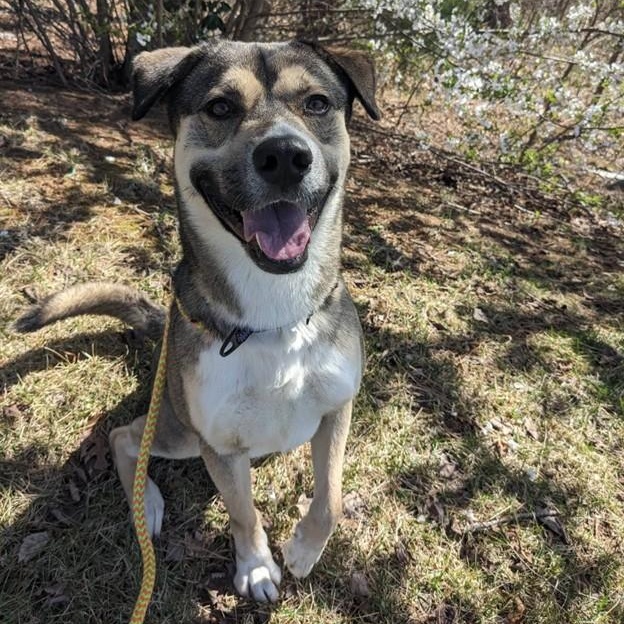 Enlarge Benji (ID 50670/850), a ADOPTABLE mixed breed in Manassas, VA image 6/6