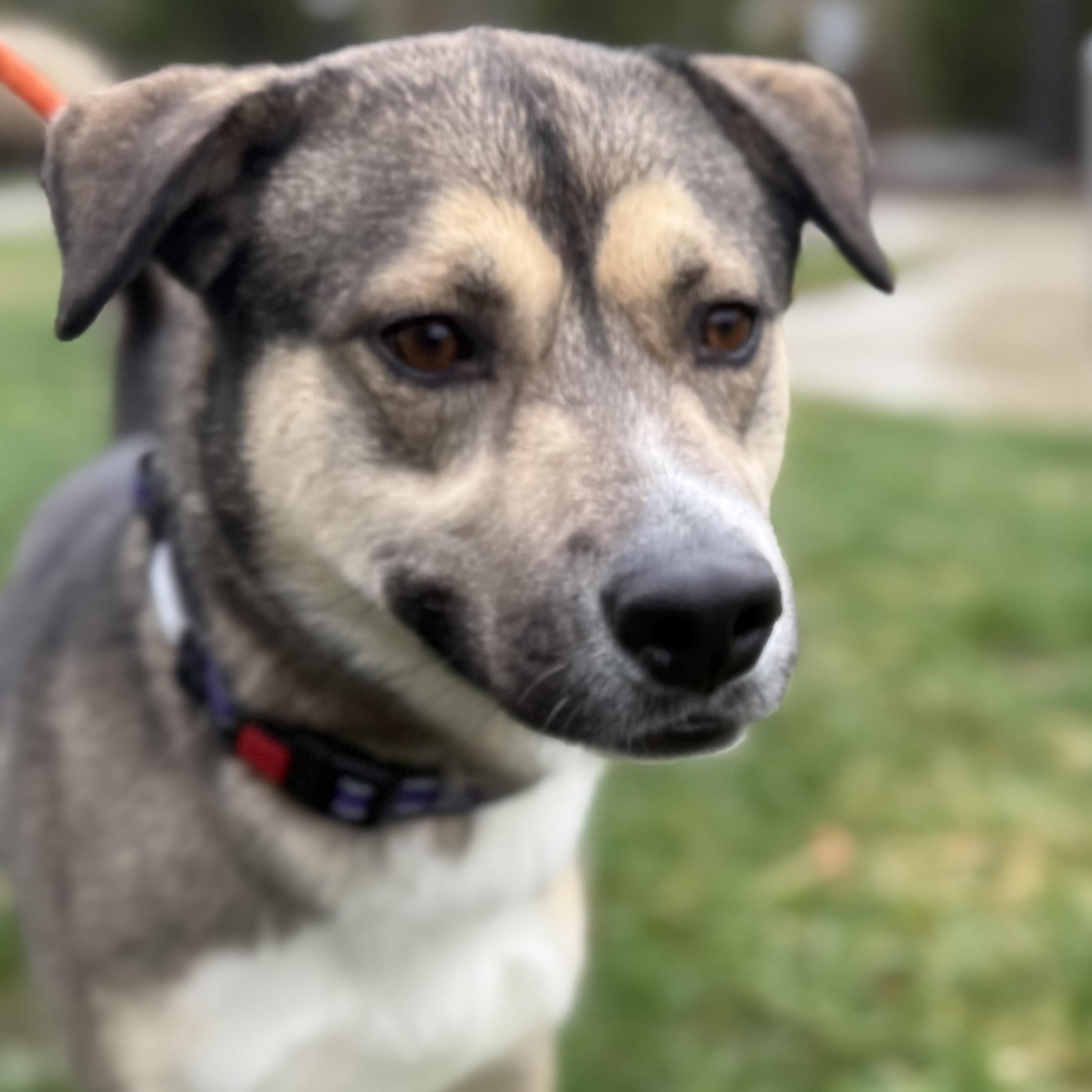 Enlarge Benji (ID 50670/850), a ADOPTABLE mixed breed in Manassas, VA image 3/6