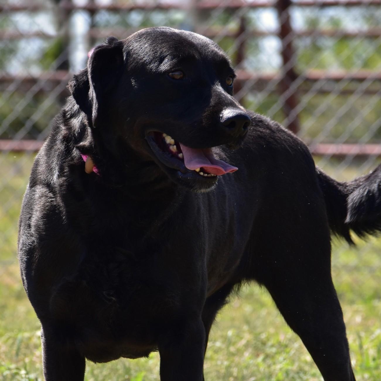 Enlarge Linnie, a Adoptable Labrador Retriever in Henniker, NH image 6/6