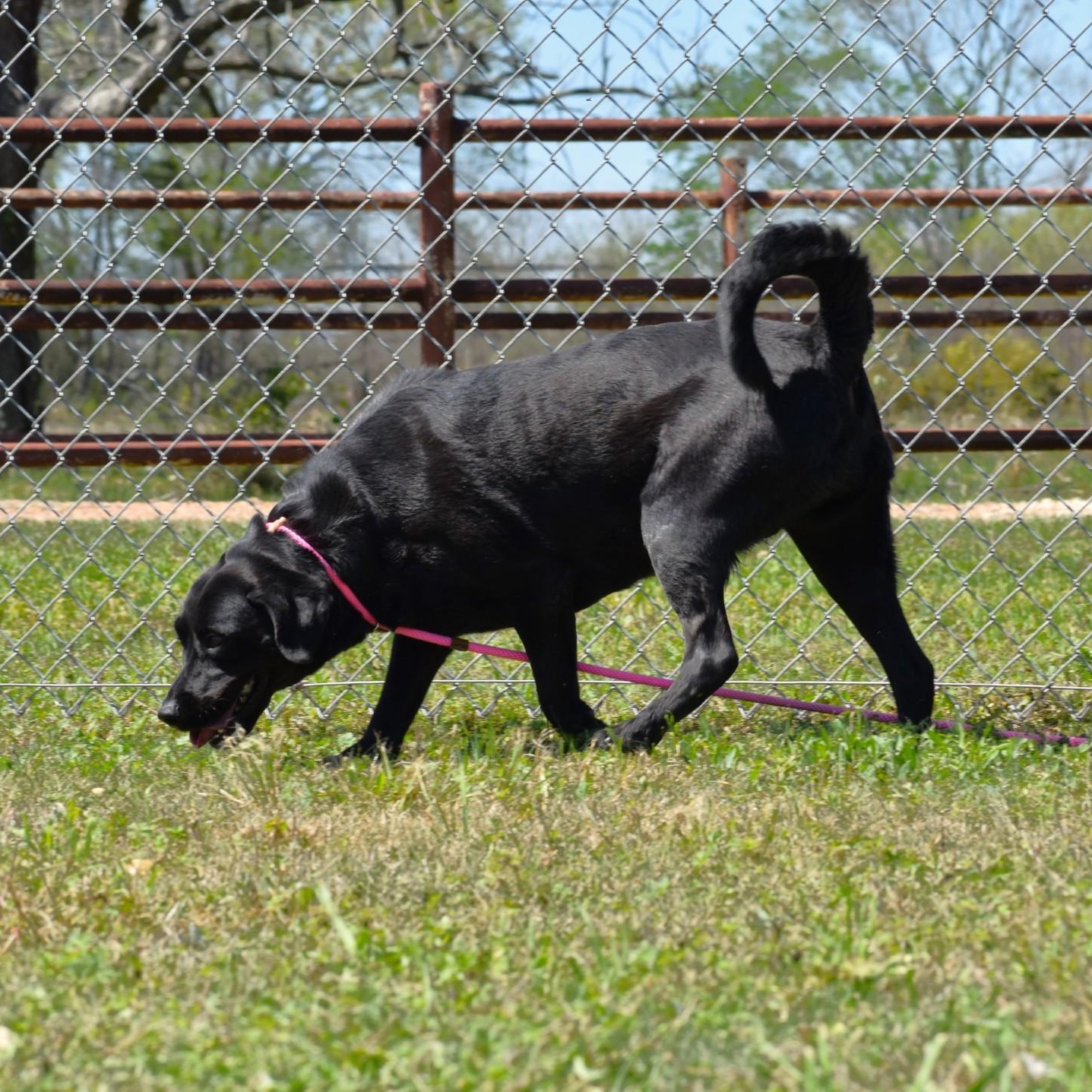 Enlarge Linnie, a Adoptable Labrador Retriever in Henniker, NH image 5/6