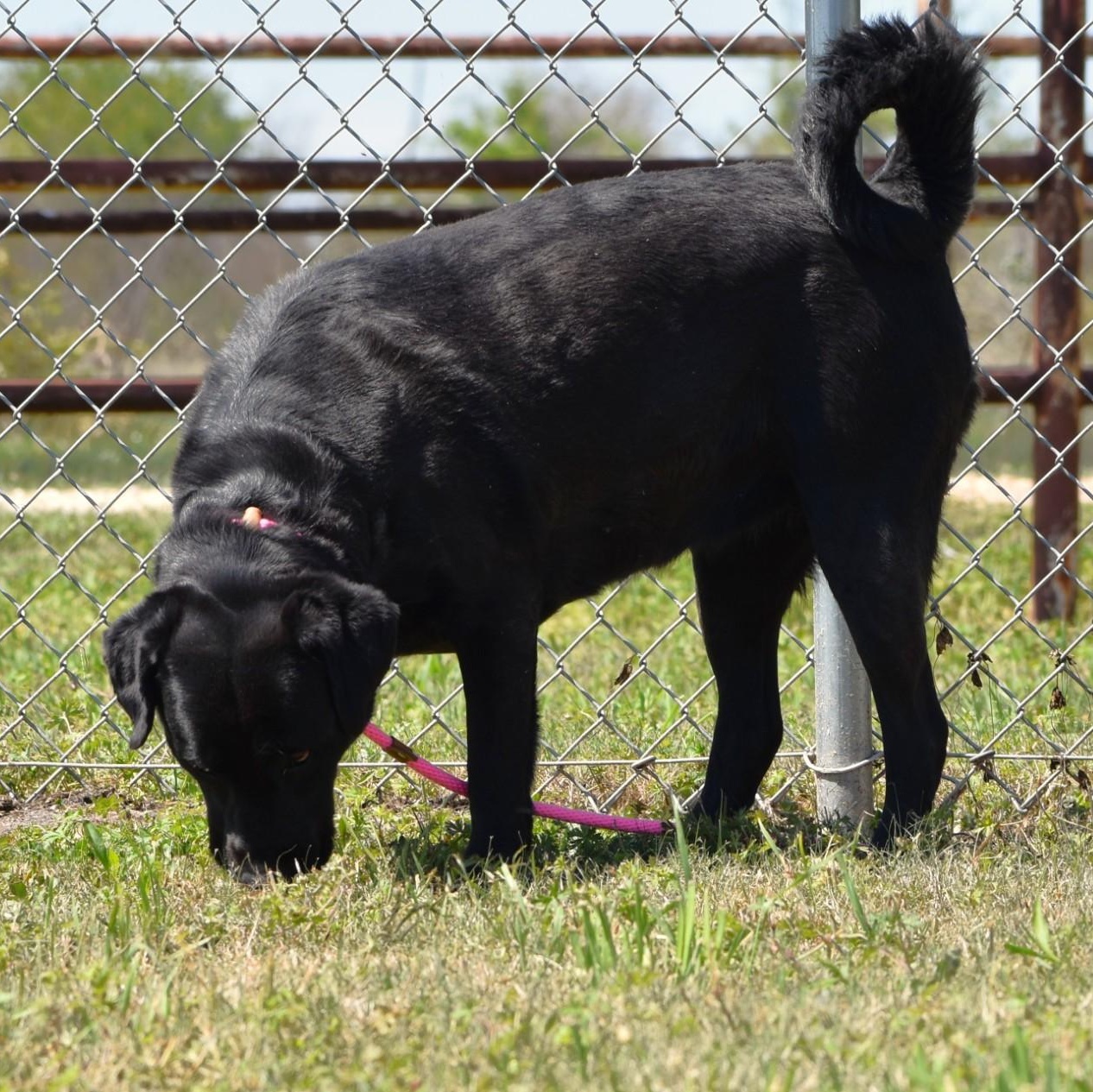 Enlarge Linnie, a Adoptable Labrador Retriever in Henniker, NH image 3/6