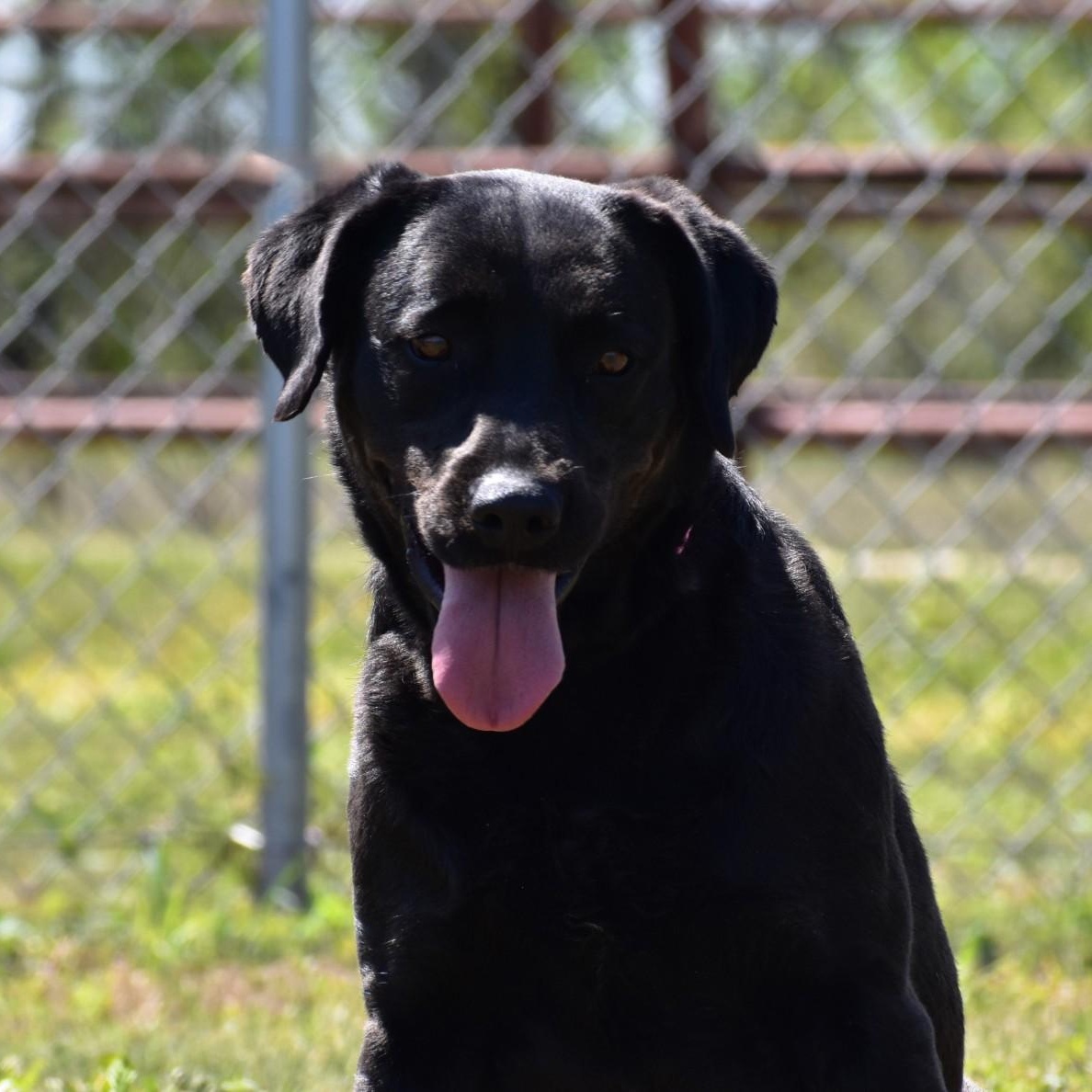 Enlarge Linnie, a Adoptable Labrador Retriever in Henniker, NH image 4/6