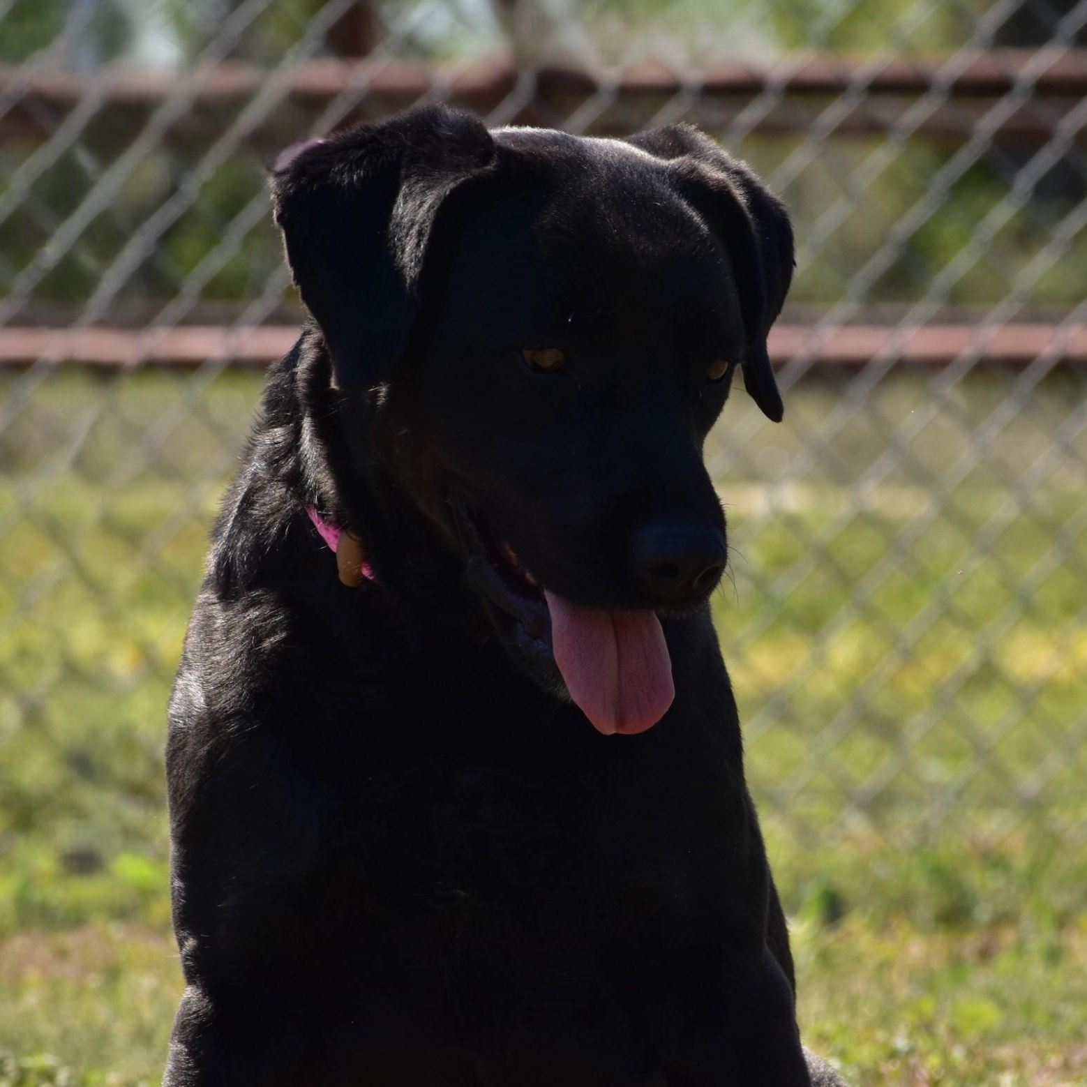 Enlarge Linnie, a Adoptable Labrador Retriever in Henniker, NH image 1/6