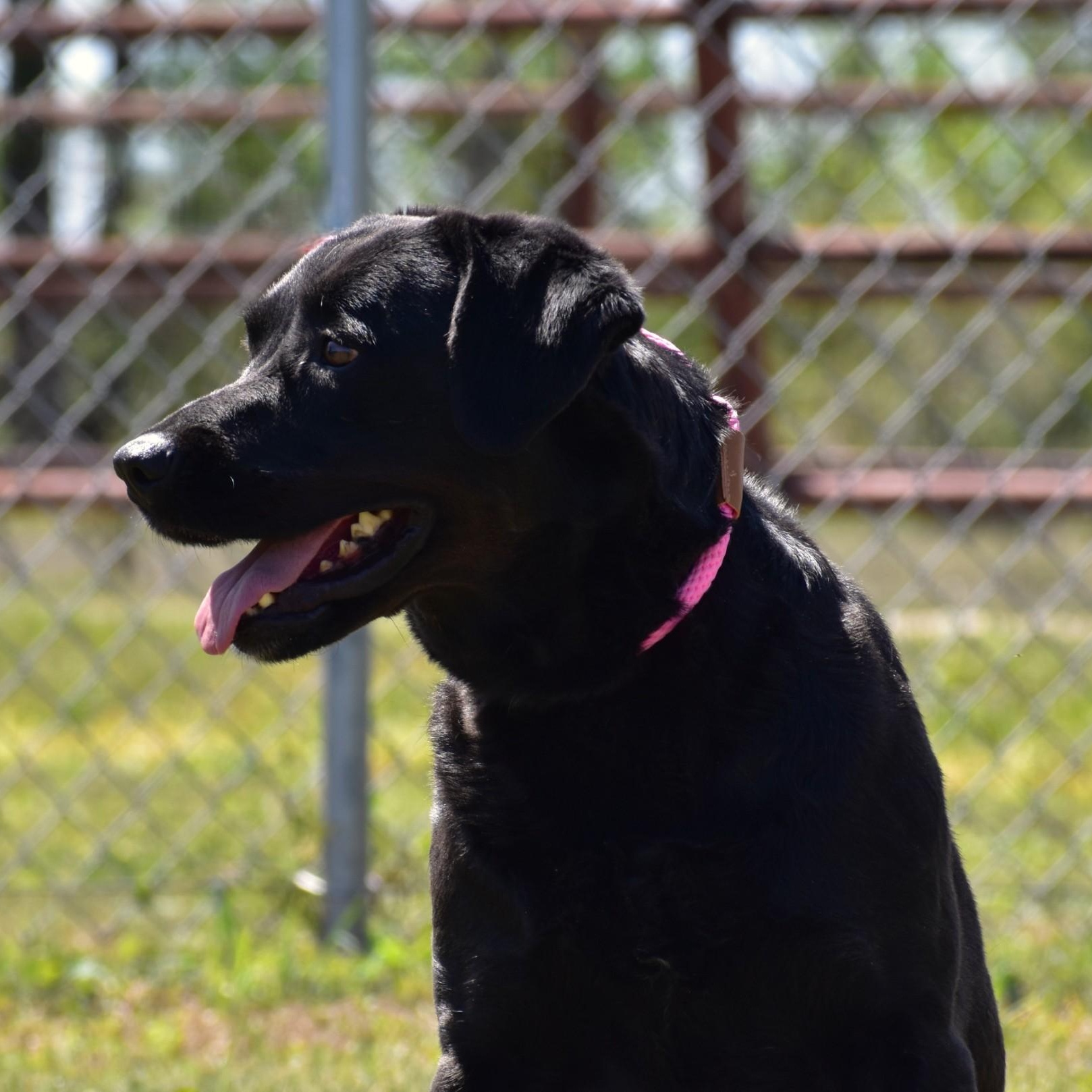 Enlarge Linnie, a Adoptable Labrador Retriever in Henniker, NH image 2/6