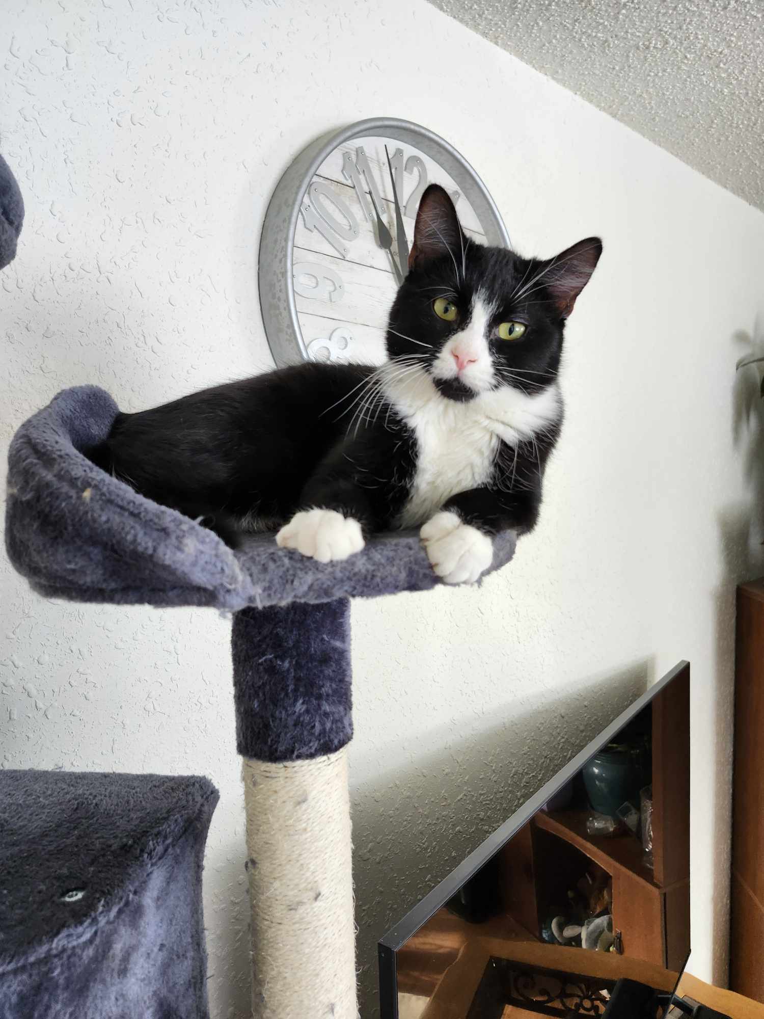 Checkers, an adoptable Tuxedo in Cut Bank, MT, 59427 | Photo Image 6