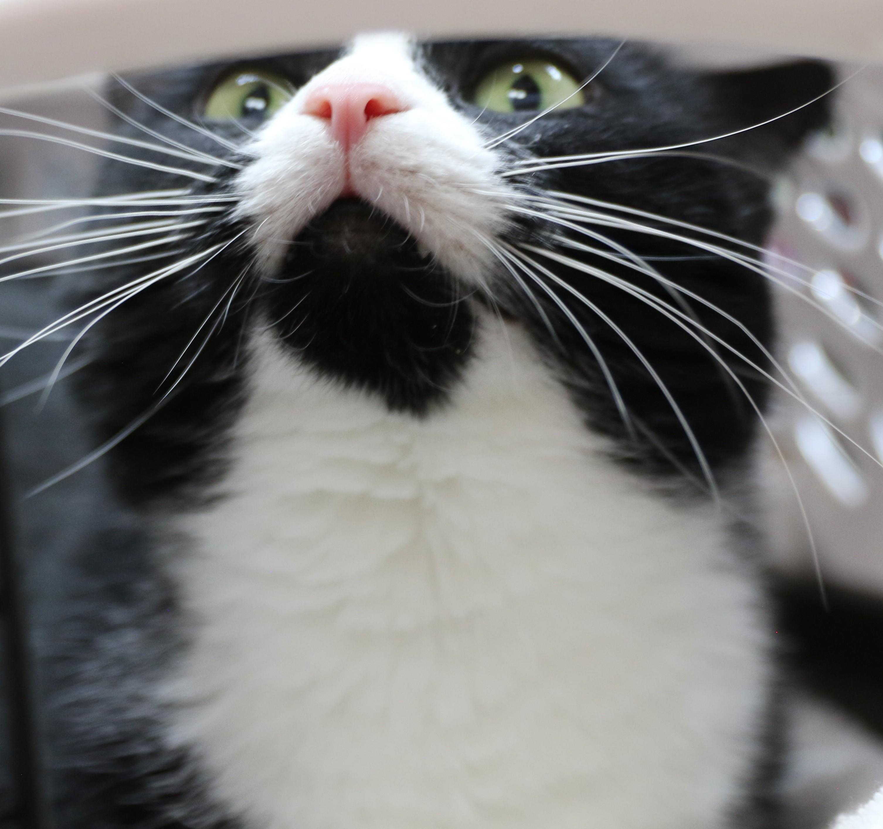 Checkers, an adoptable Tuxedo in Cut Bank, MT, 59427 | Photo Image 3