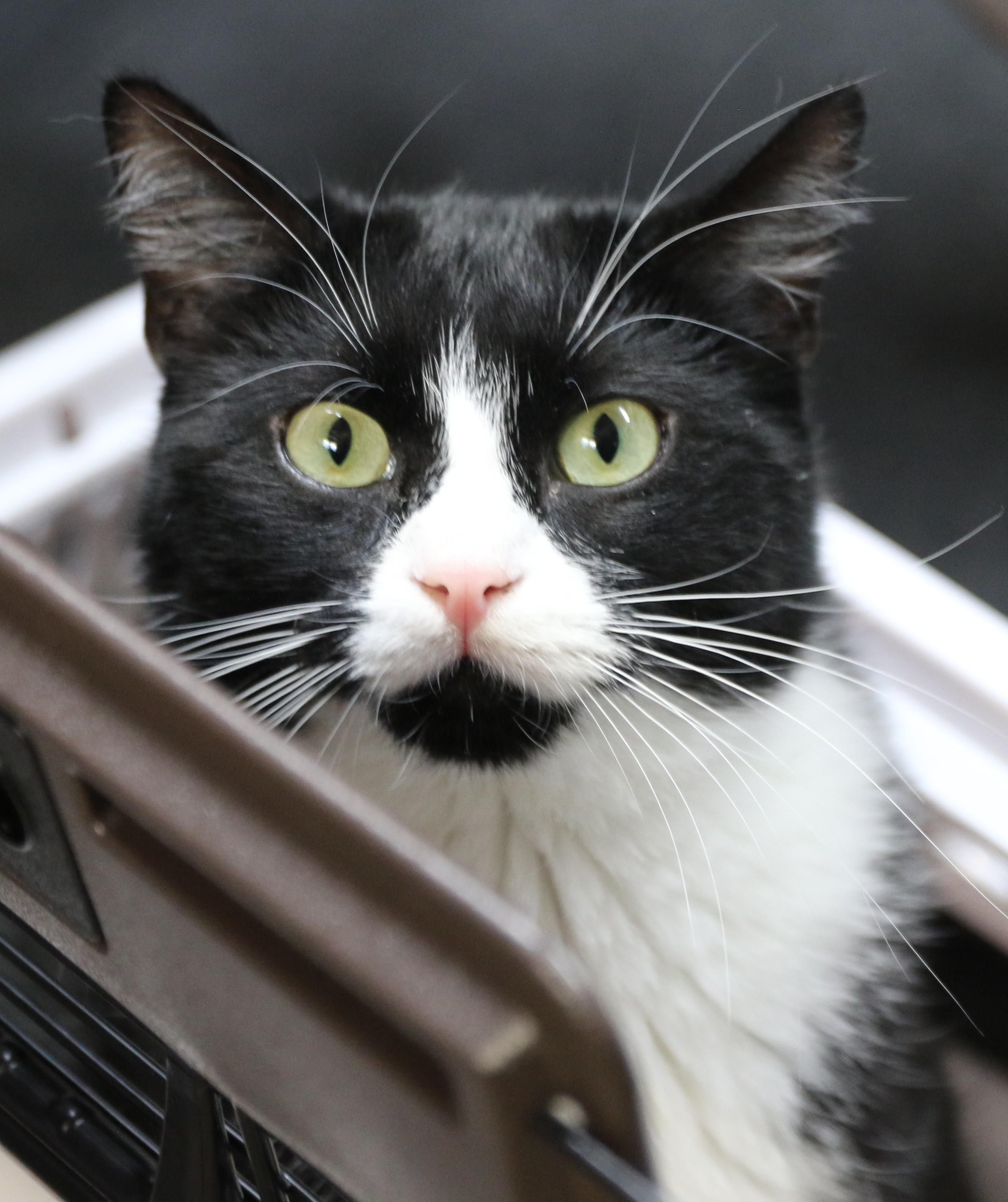 Checkers, an adoptable Tuxedo in Cut Bank, MT, 59427 | Photo Image 2